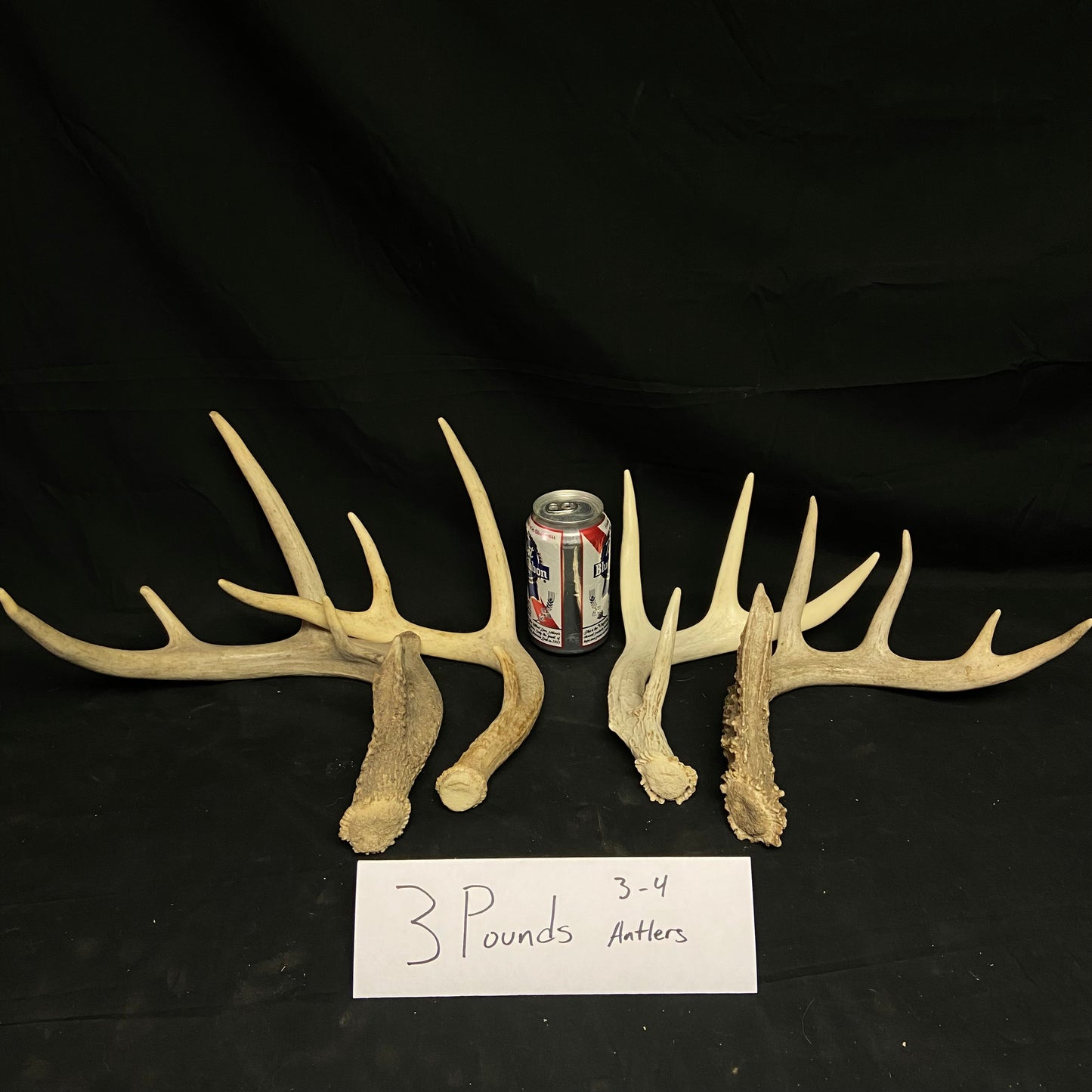Bulk Grade A Whitetail Deer Antler Sheds- Perfect/No Defects - 3, 5, 10 Pounds