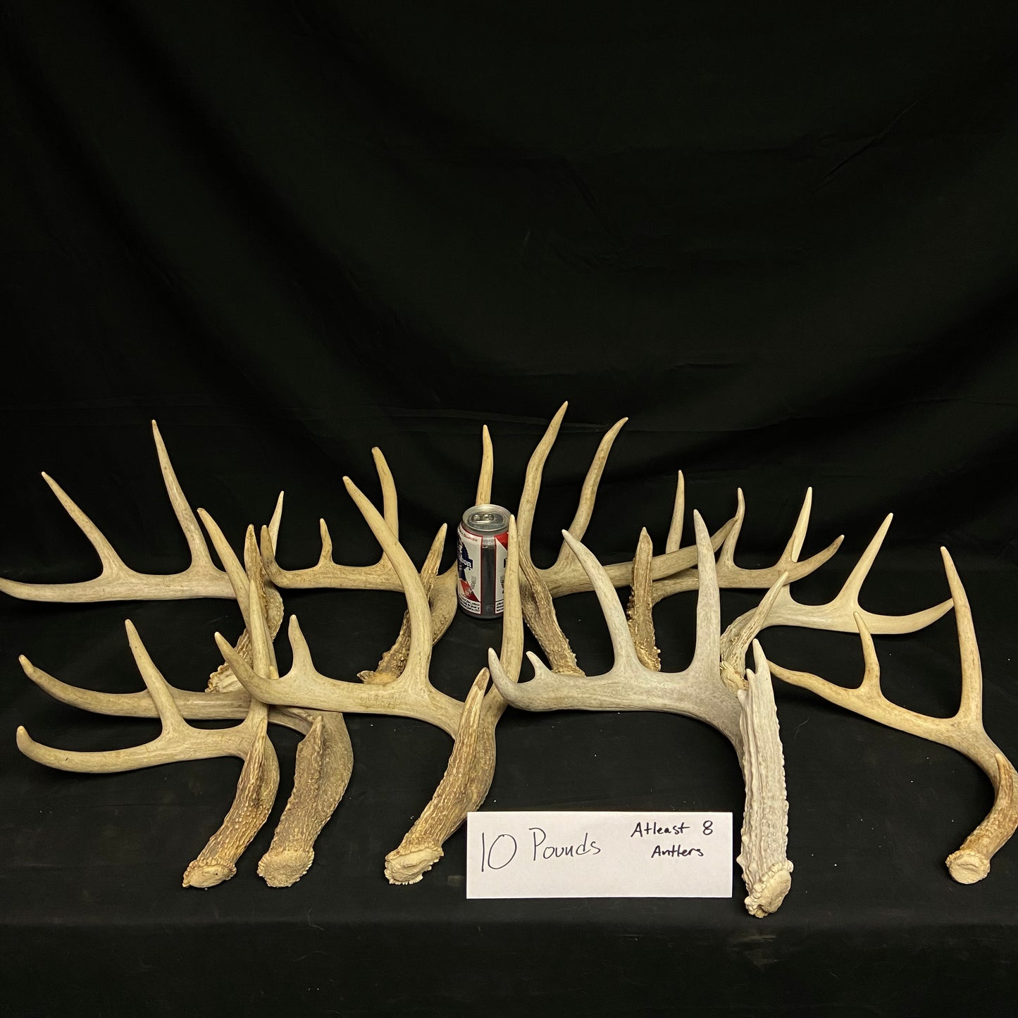 Bulk Grade A Whitetail Deer Antler Sheds- Perfect/No Defects - 3, 5, 10 Pounds