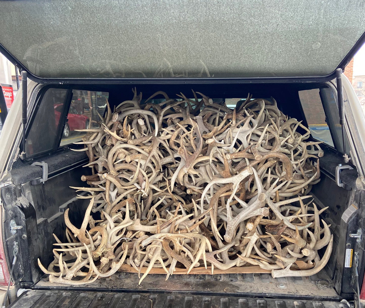 Bulk Grade A Whitetail Deer Antler Sheds- Perfect/No Defects - 3, 5, 10 Pounds
