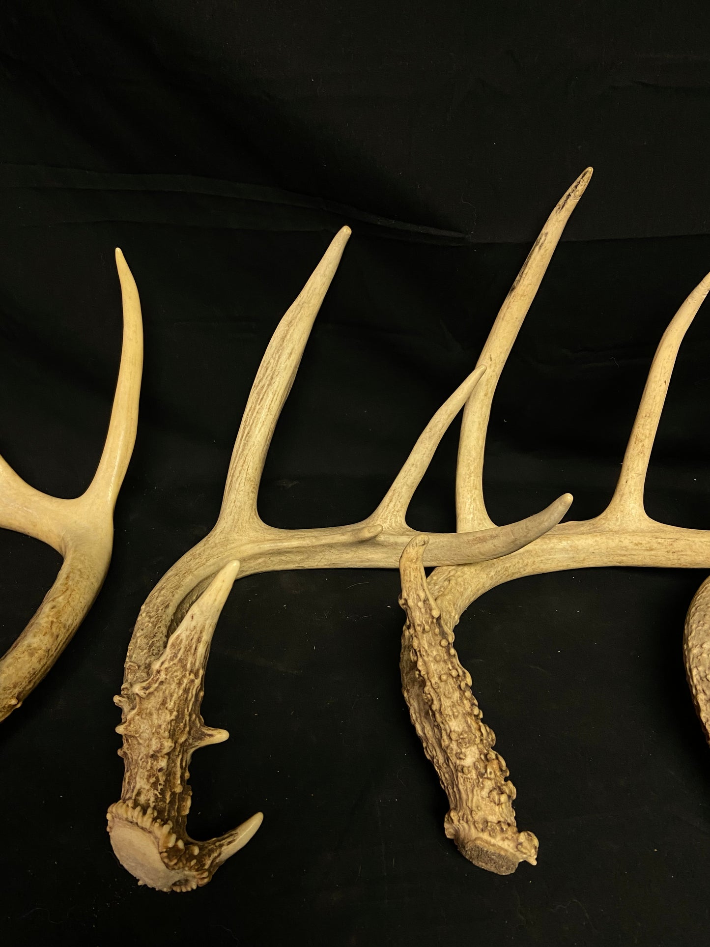 (5 Pack) 4 Point Whitetail Antlers