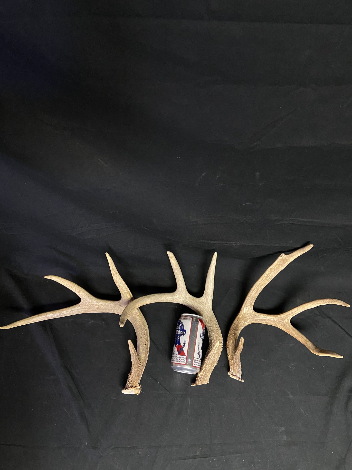 (3 Pack) 4 Point Antlers