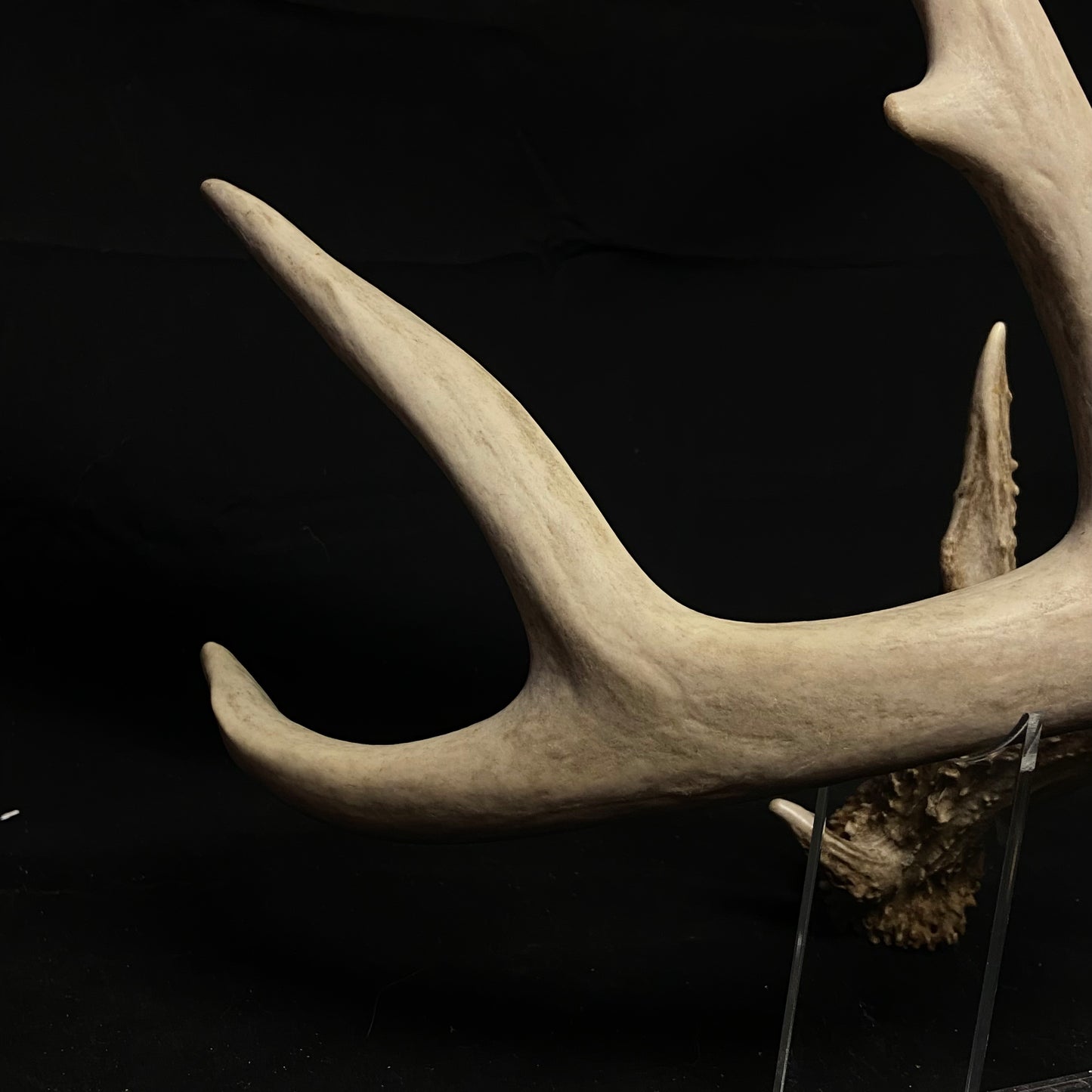 5 Point Antler W/Split G2 & G3