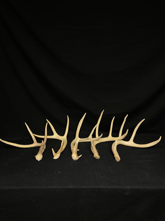 (5 Pack) 4 Point Whitetail Antlers