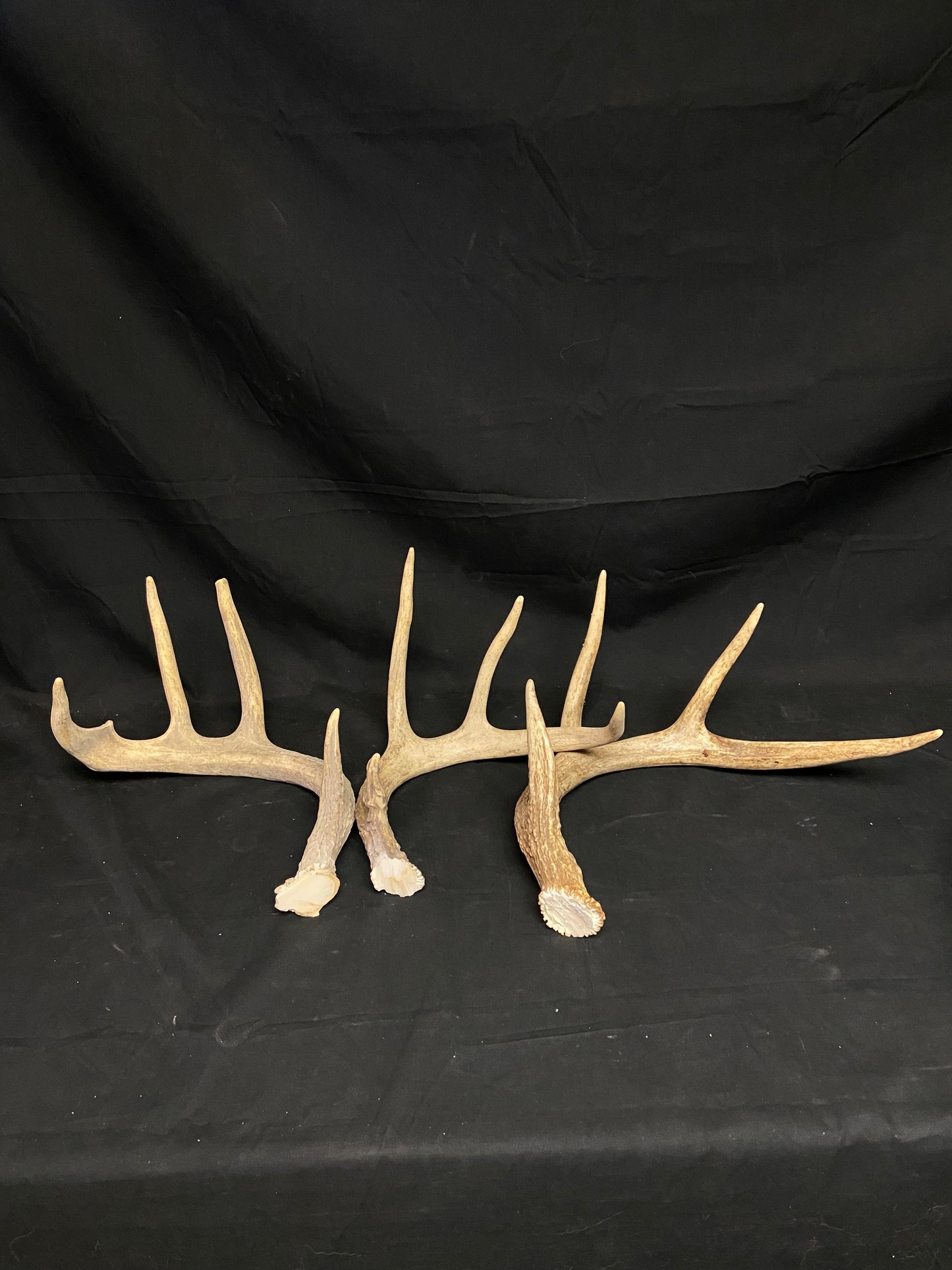 (3 Pack) 4 Point Antlers