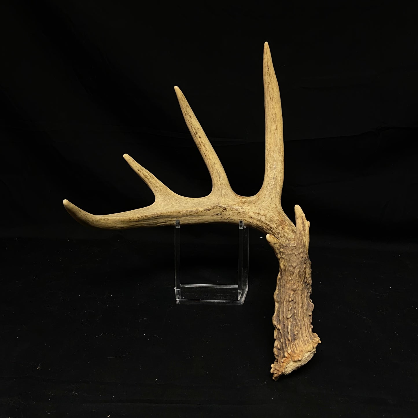 6 Point Antler W/Split Brow Tine