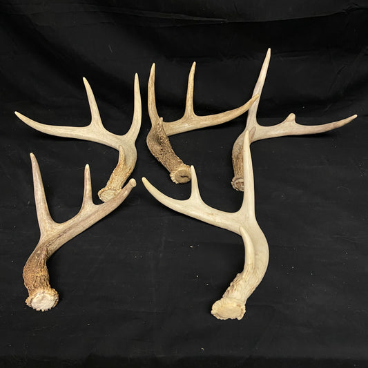 5 Pack 4 Point Antlers