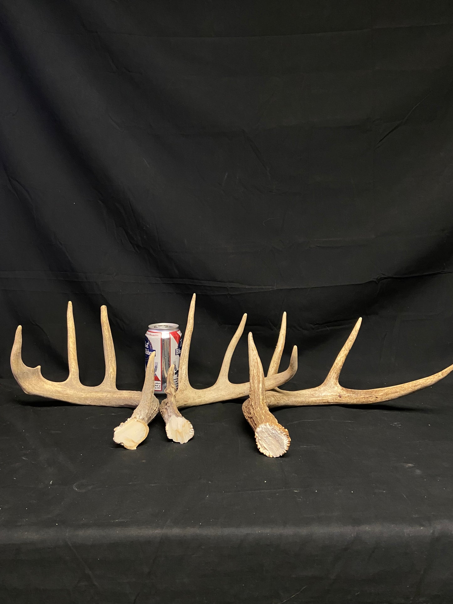 (3 Pack) 4 Point Antlers