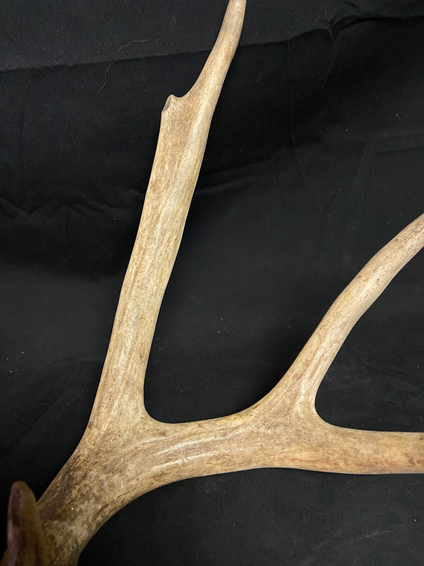 (3 Pack) 4 Point Antlers