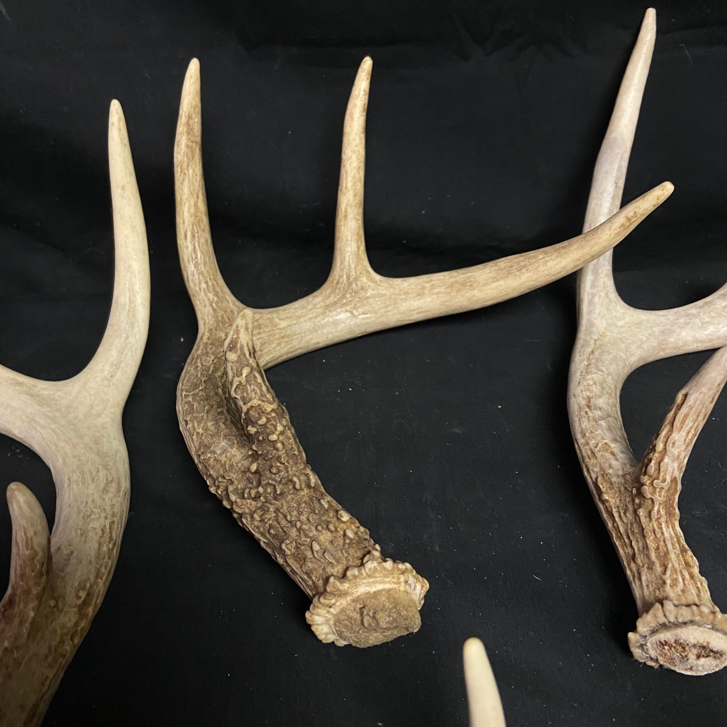 5 Pack 4 Point Antlers