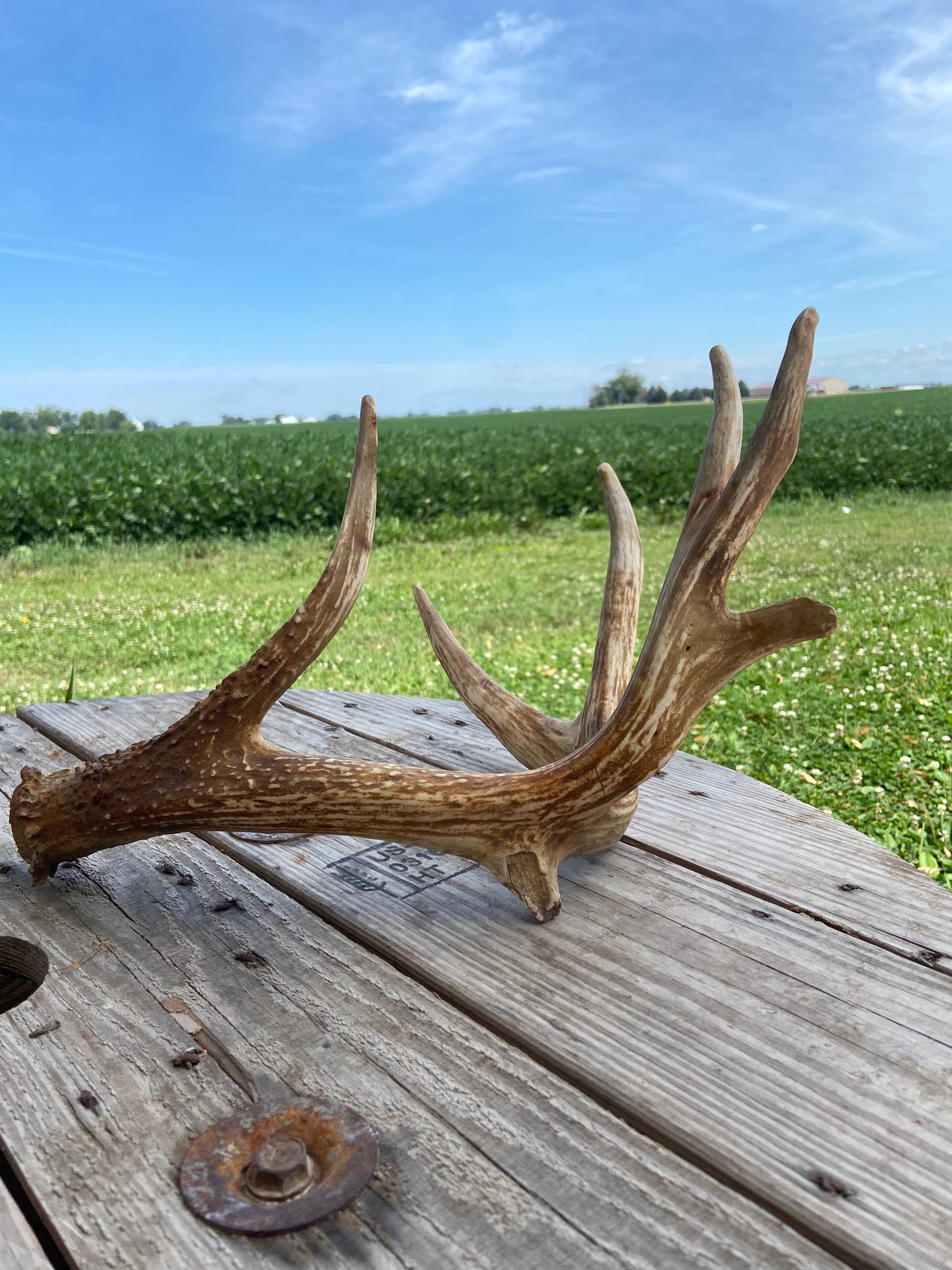 7 Point Triple G2 65 3/8” Antler