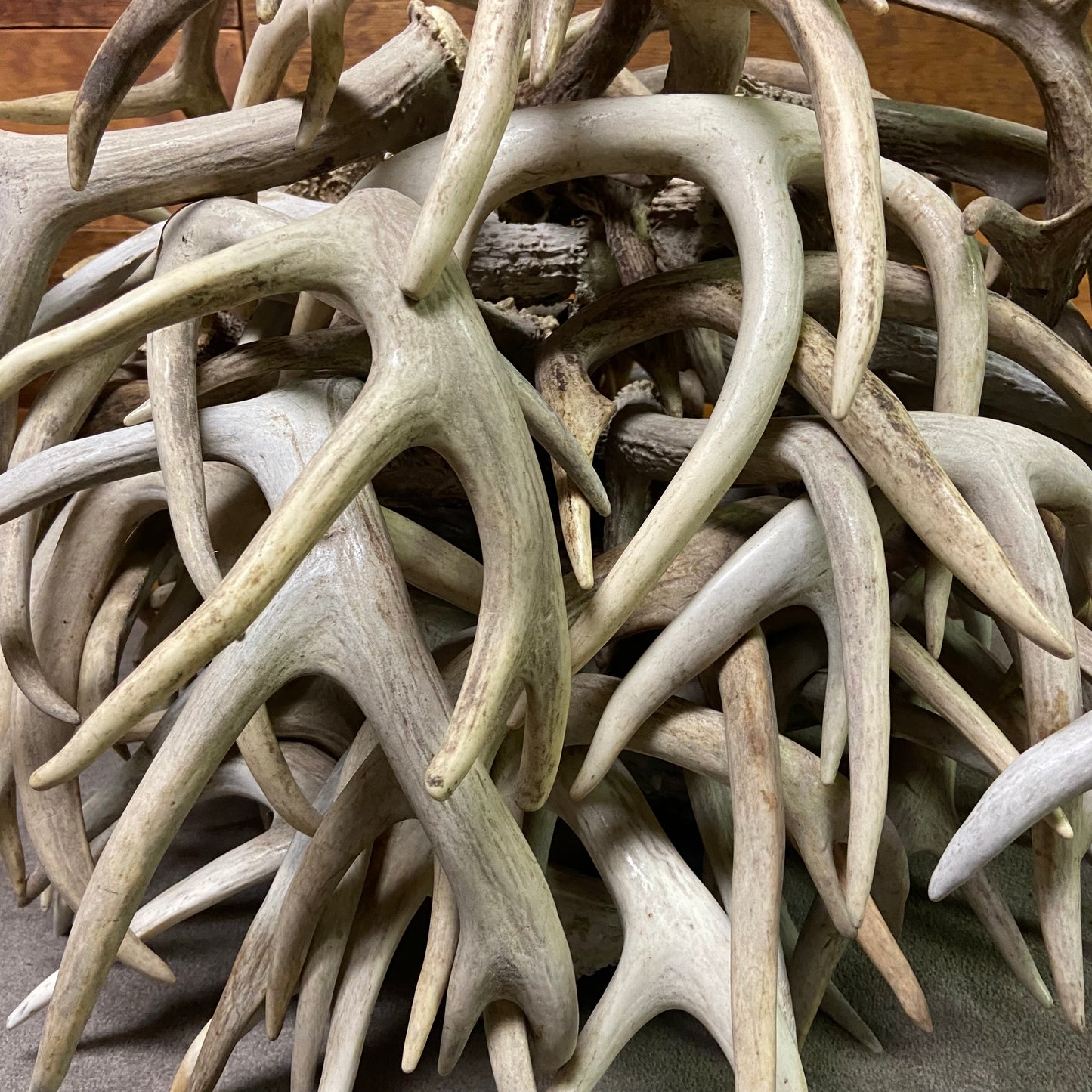 Bulk Grade A Whitetail Deer Antler Sheds/Cutoffs- Perfect/No Defects - 3, 5, 10 Pounds