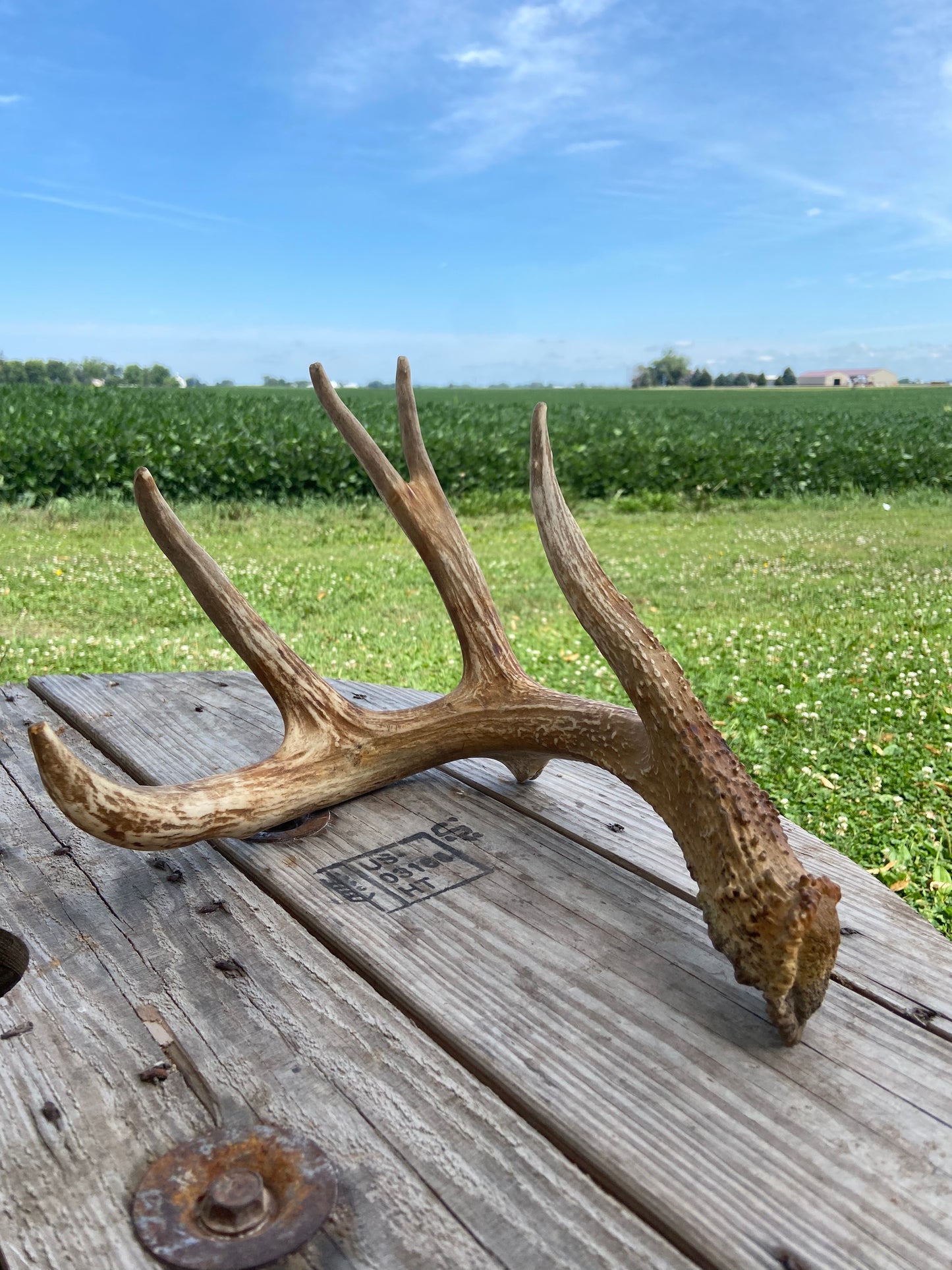 7 Point Triple G2 65 3/8” Antler