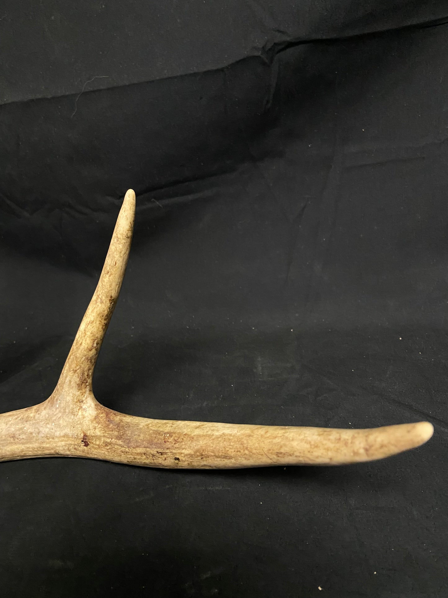 (3 Pack) 4 Point Antlers