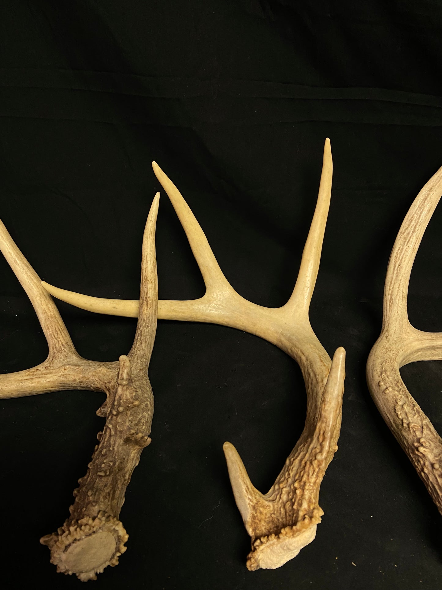 (5 Pack) 4 Point Whitetail Antlers