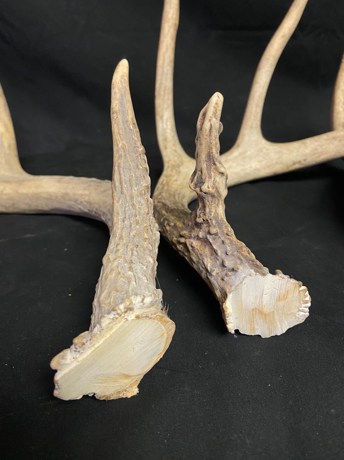 (3 Pack) 4 Point Antlers