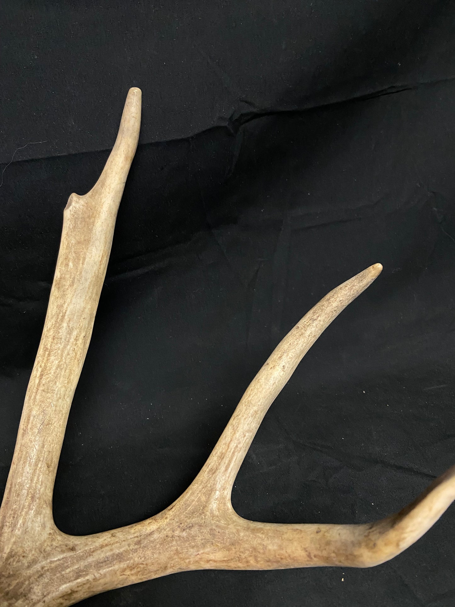 (3 Pack) 4 Point Antlers