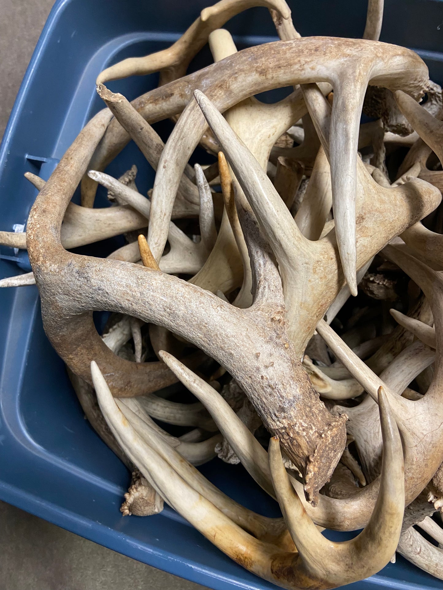 Bulk Value Antlers (Craft Grade)