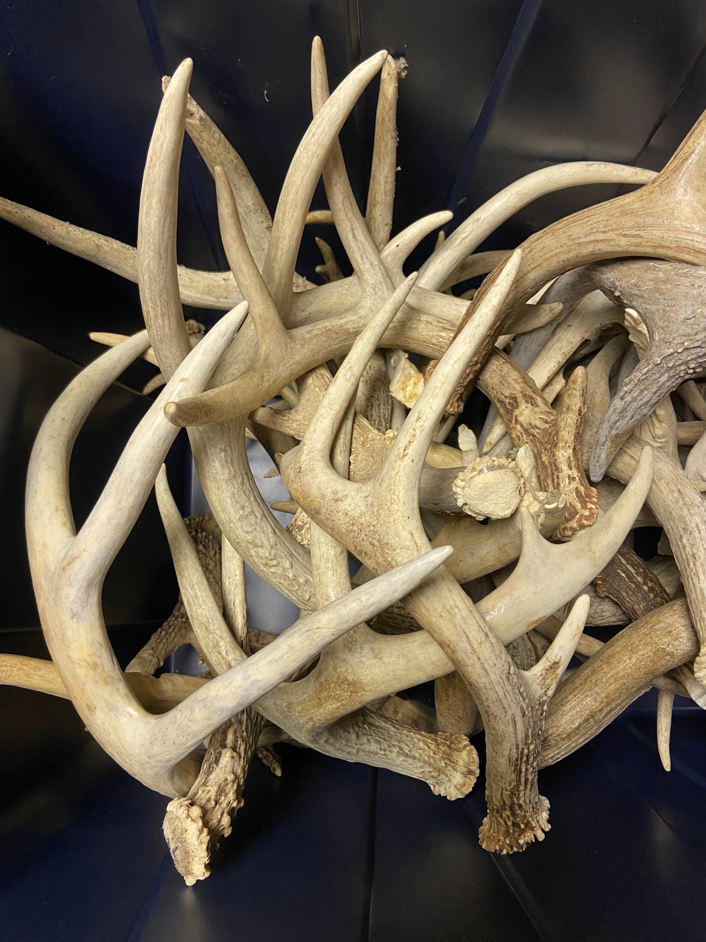 Bulk Value Antlers (Craft Grade)