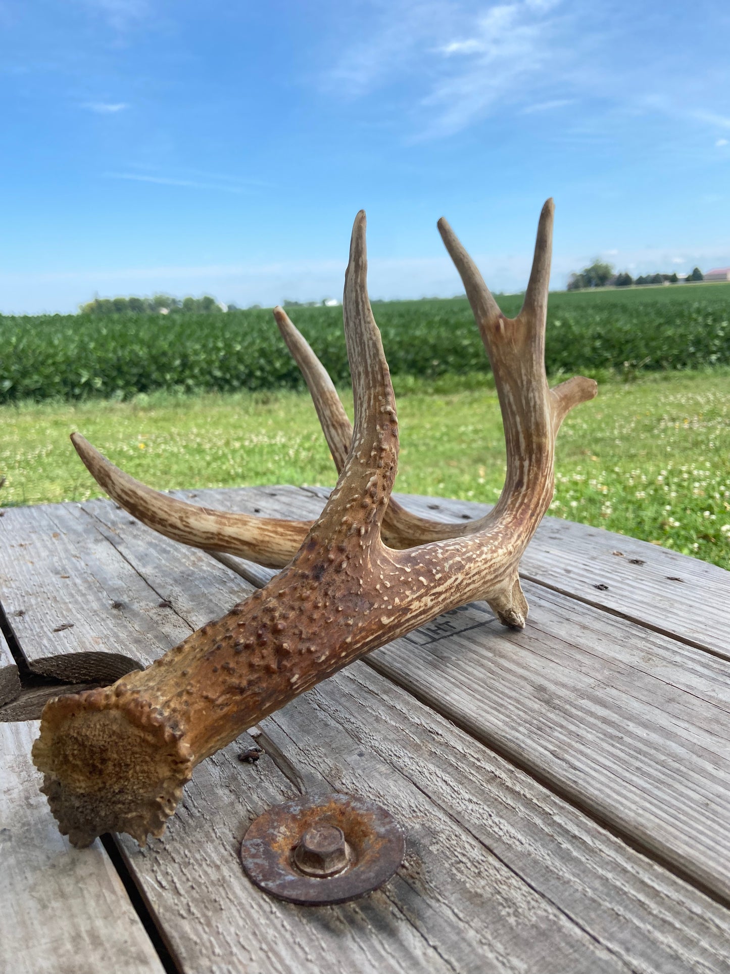 7 Point Triple G2 65 3/8” Antler