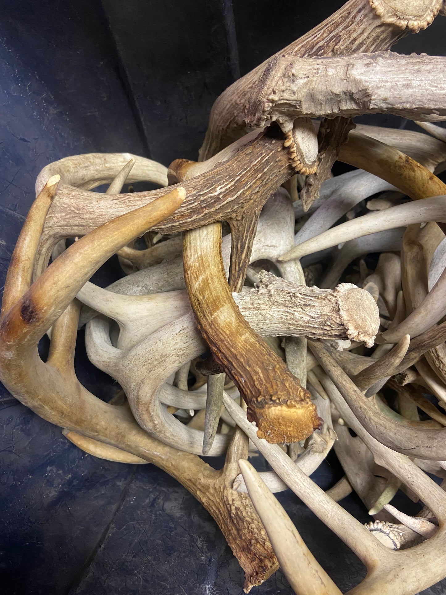 Bulk Value Antlers (Craft Grade)