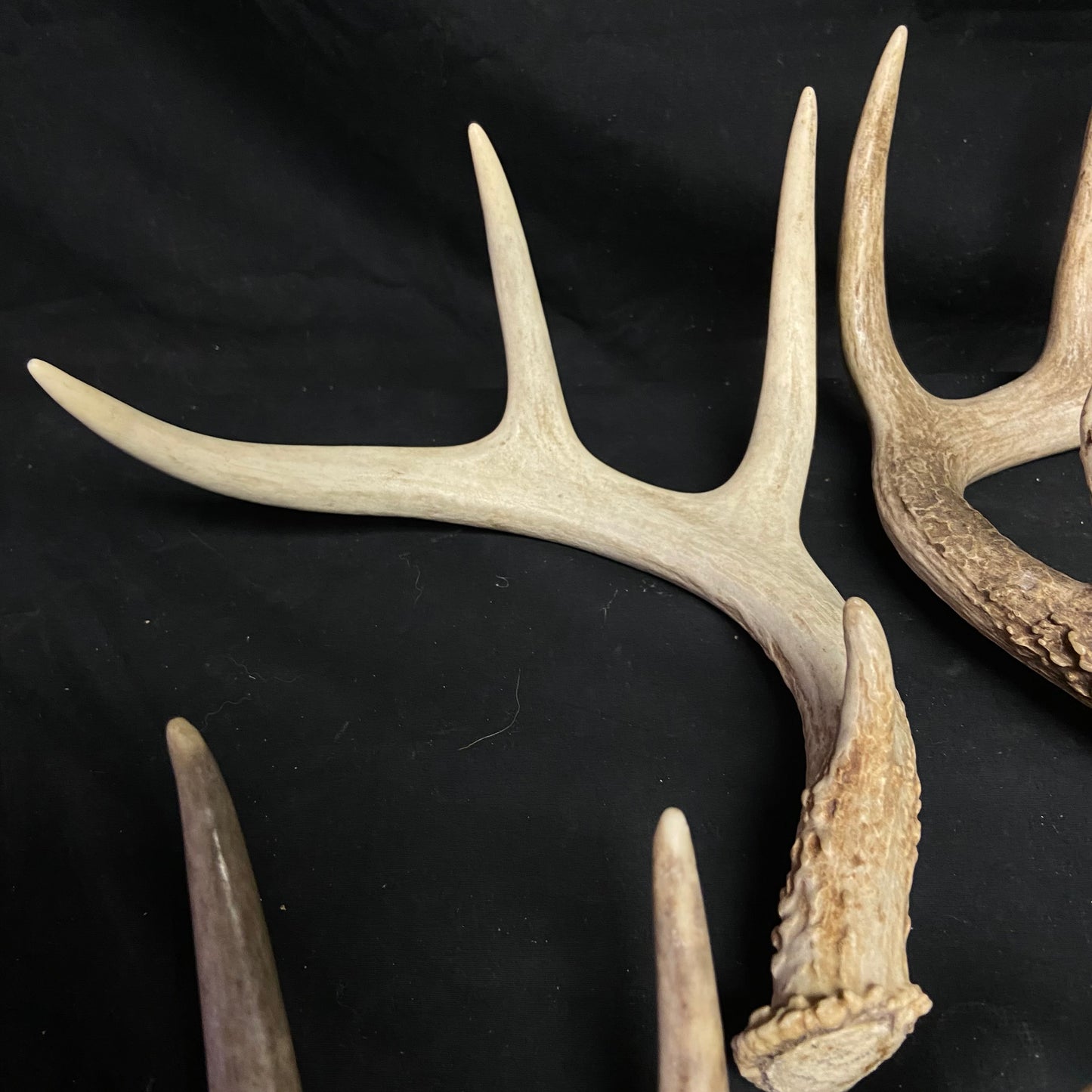 5 Pack 4 Point Antlers