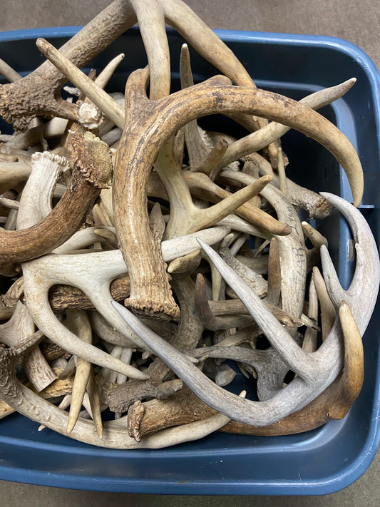 Bulk Value Antlers (Craft Grade)