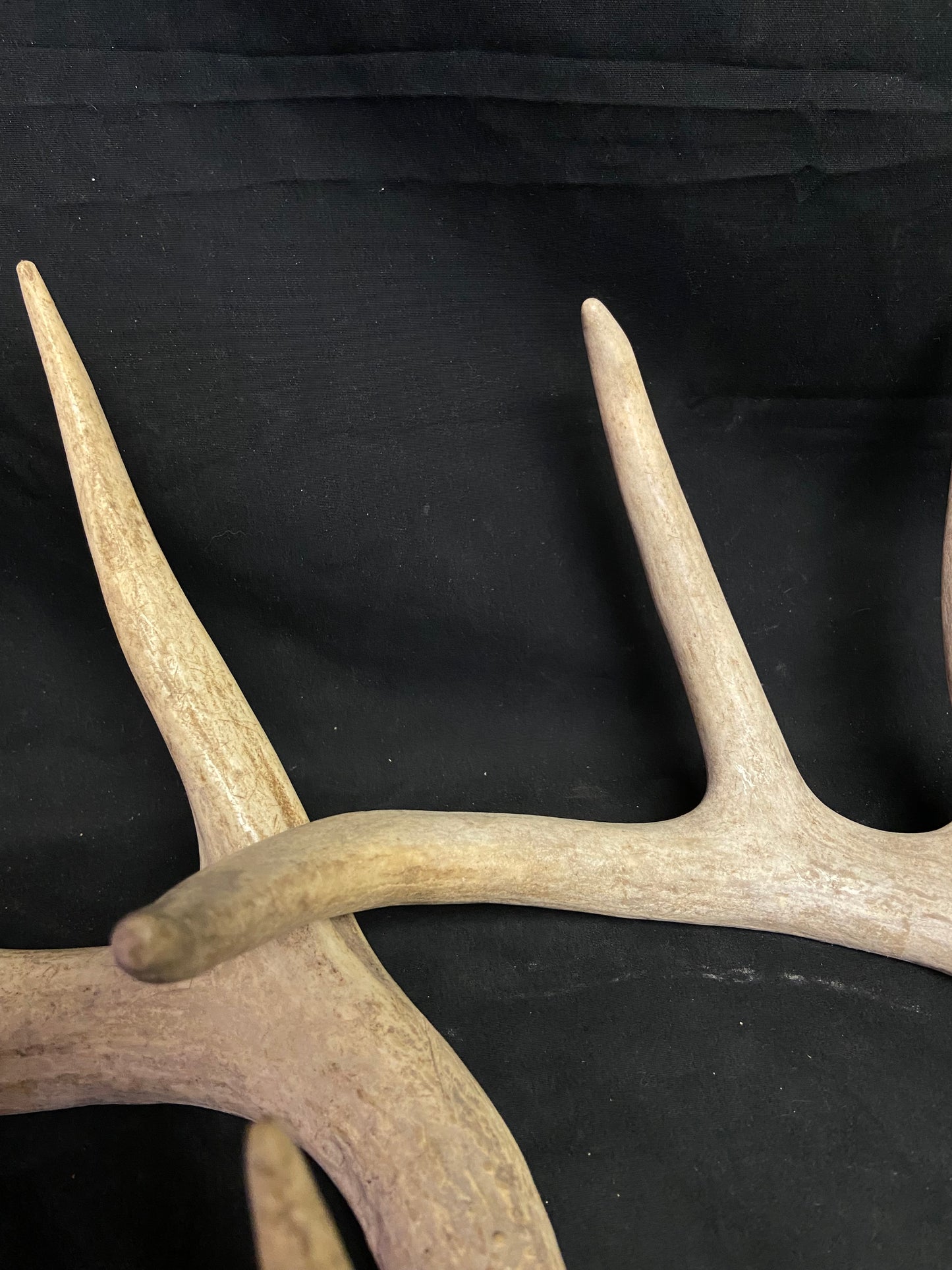 (3 Pack) 4 Point Antlers