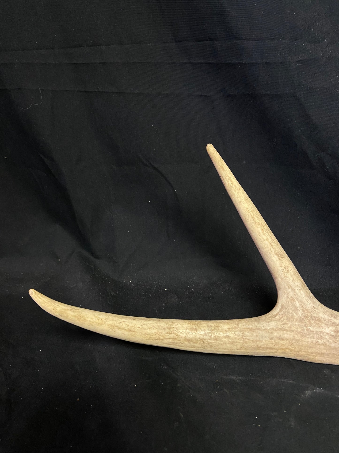 (3 Pack) 4 Point Antlers