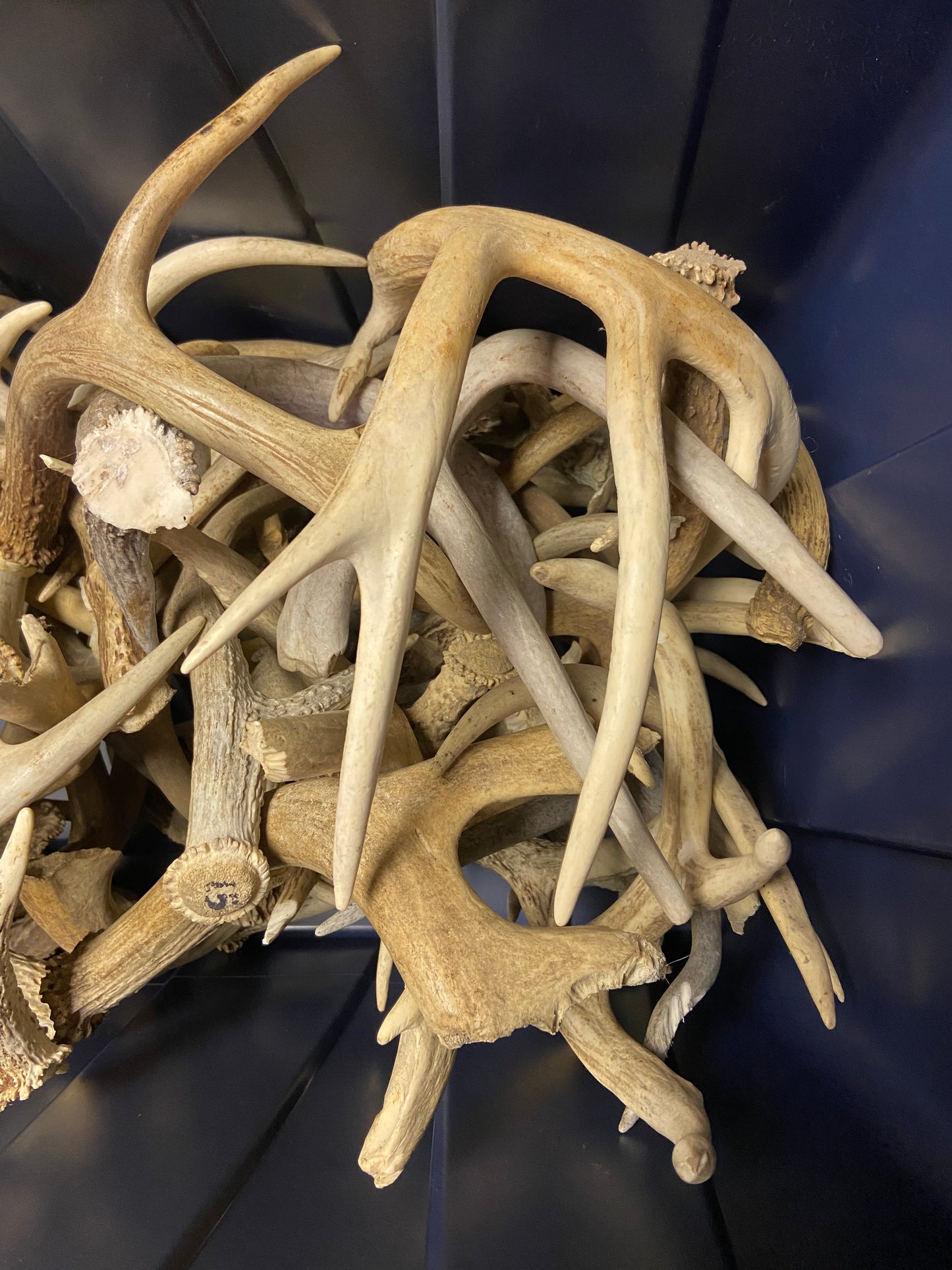 Bulk Value Antlers (Craft Grade)