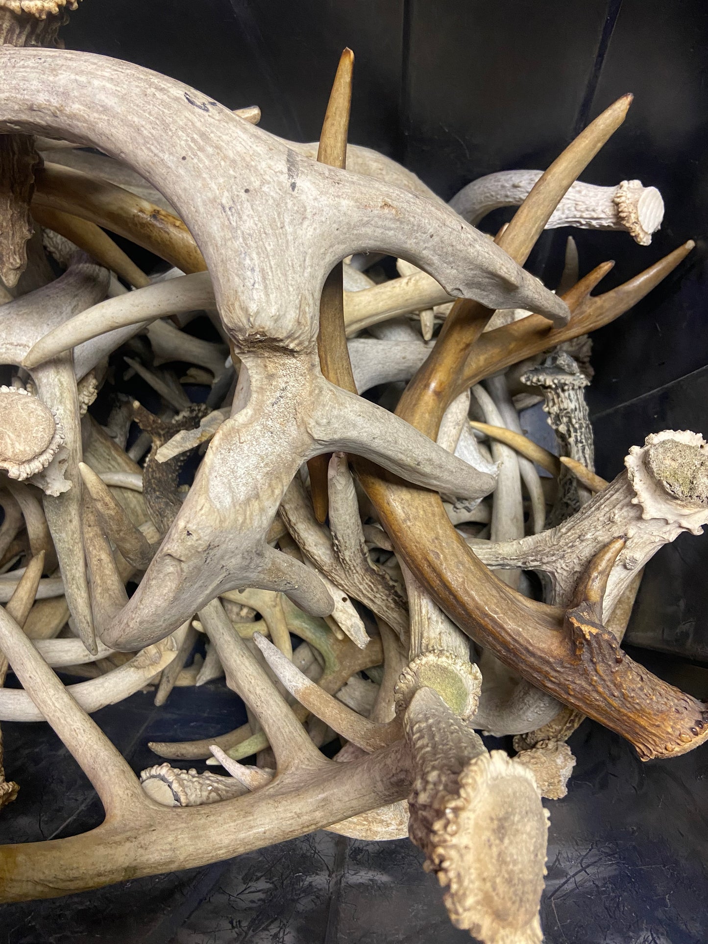 Bulk Value Antlers (Craft Grade)