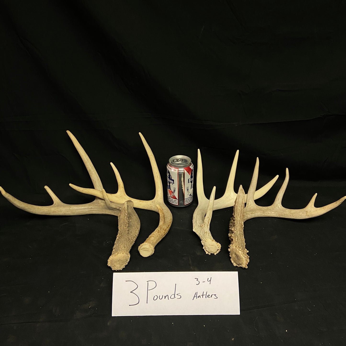 Bulk Grade A Whitetail Deer Antler Sheds/Cutoffs- Perfect/No Defects - 3, 5, 10 Pounds