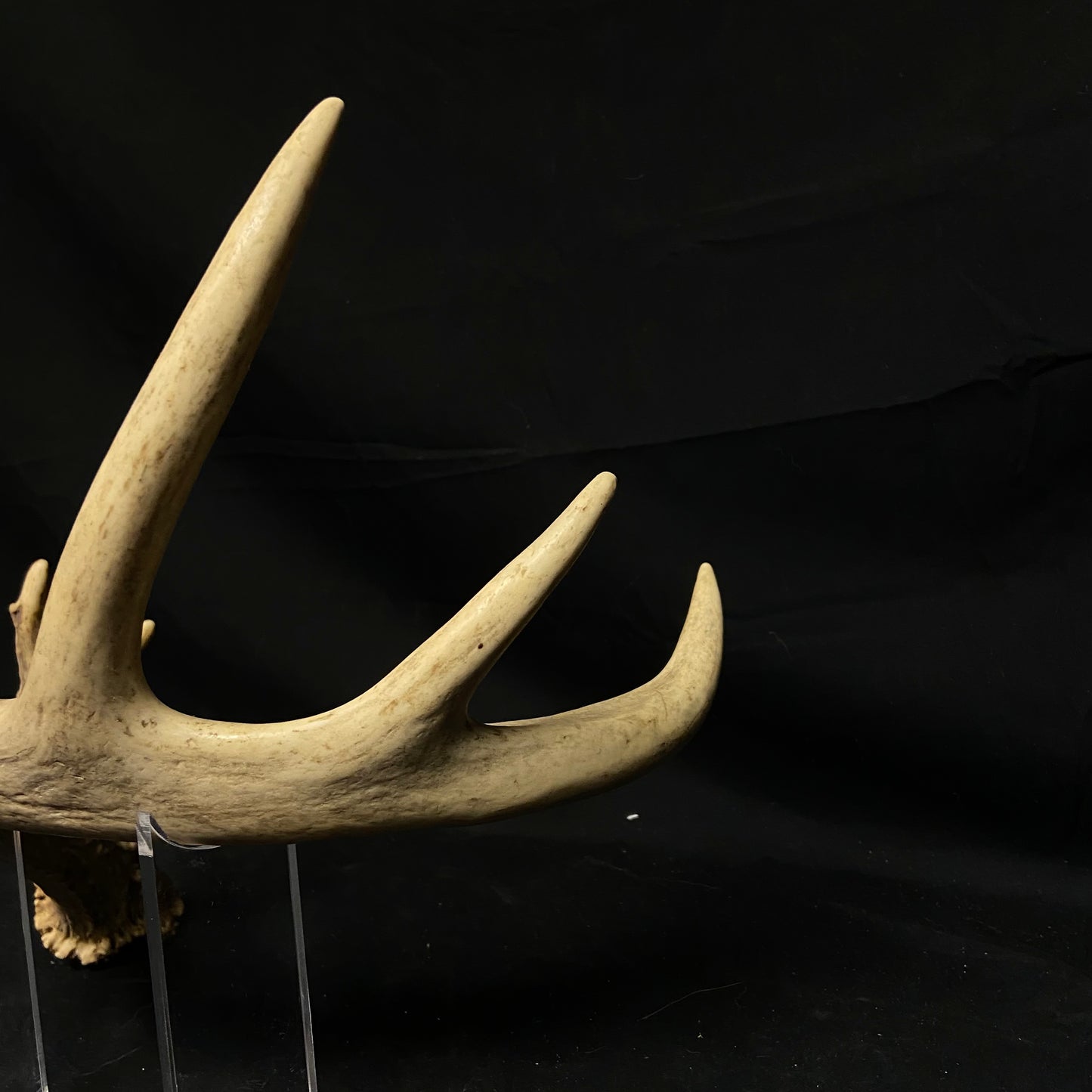 6 Point Antler W/Split Brow Tine