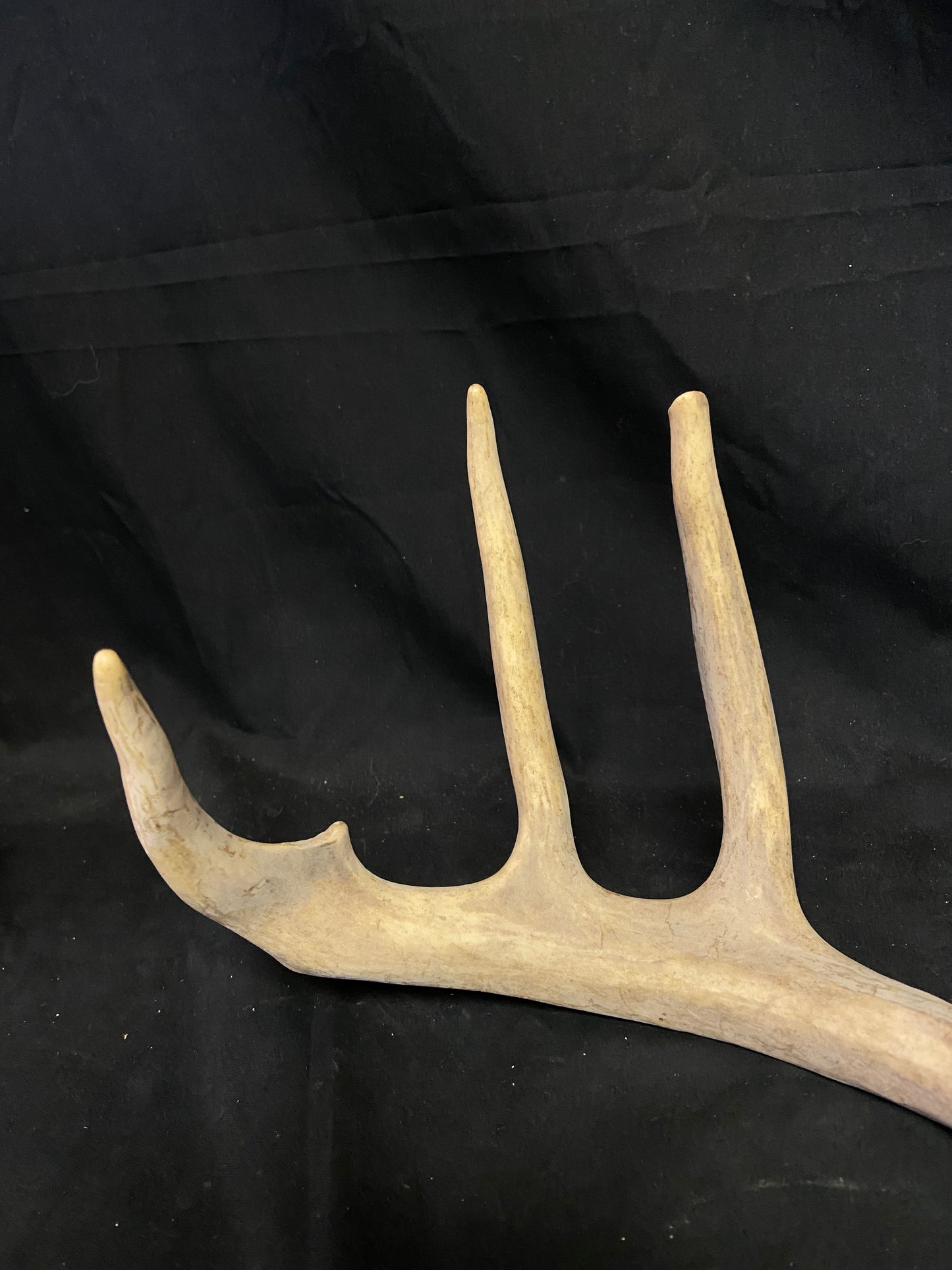 (3 Pack) 4 Point Antlers