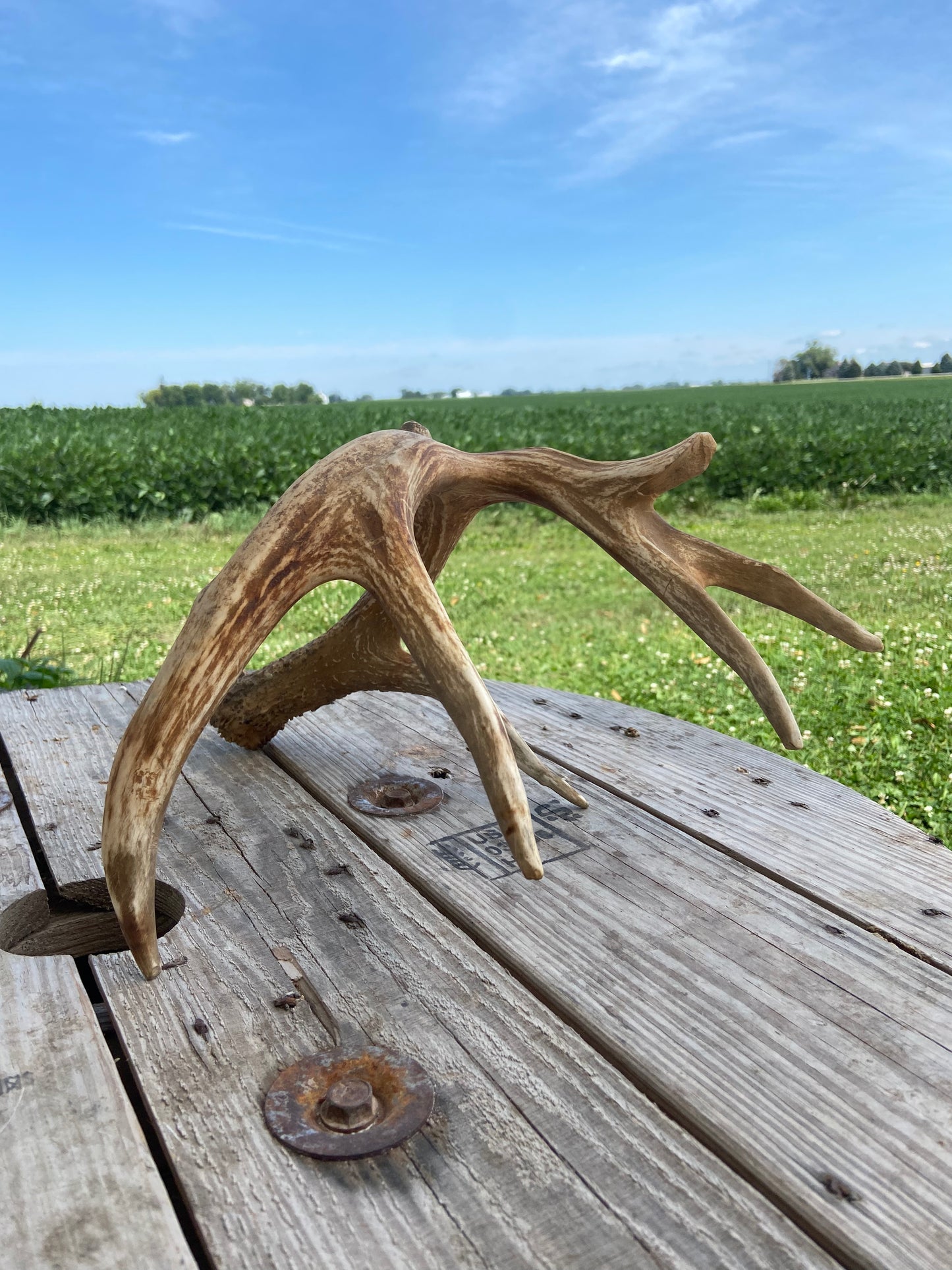 7 Point Triple G2 65 3/8” Antler