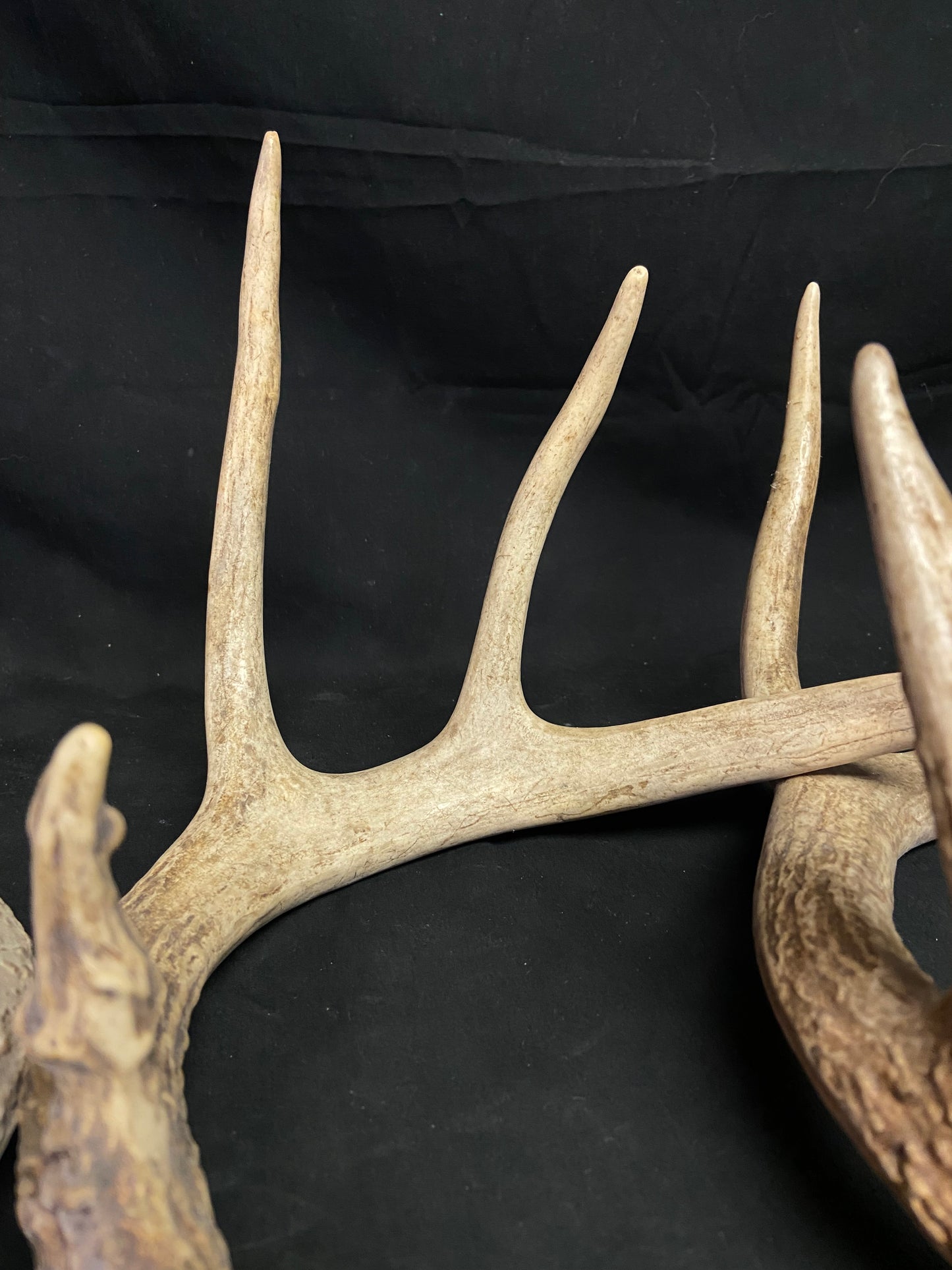 (3 Pack) 4 Point Antlers