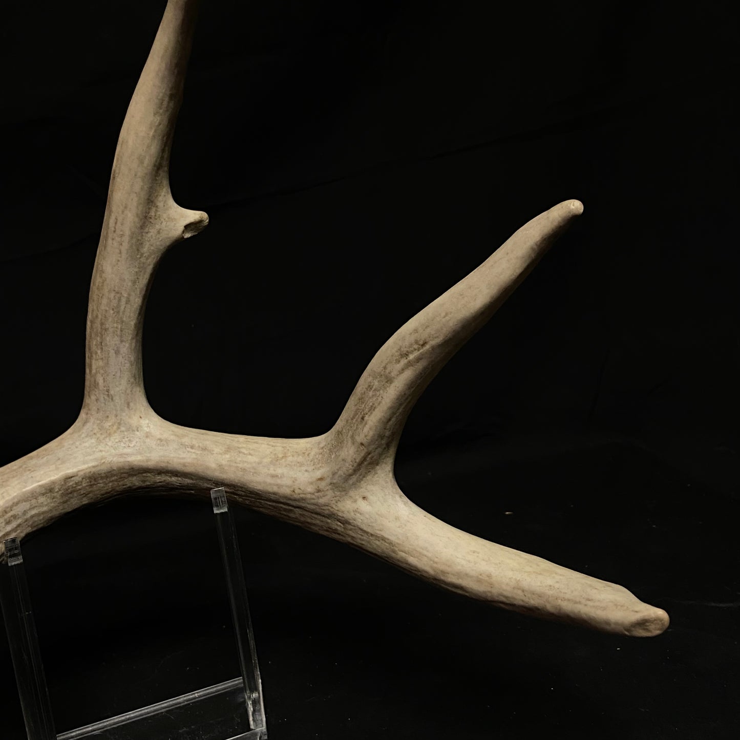 5 Point Antler W/Split G2 & G3