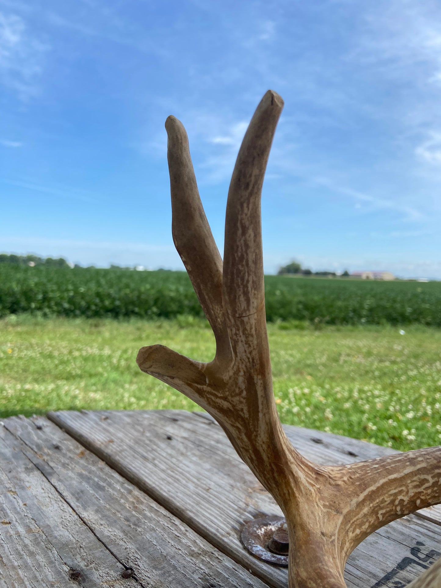 7 Point Triple G2 65 3/8” Antler