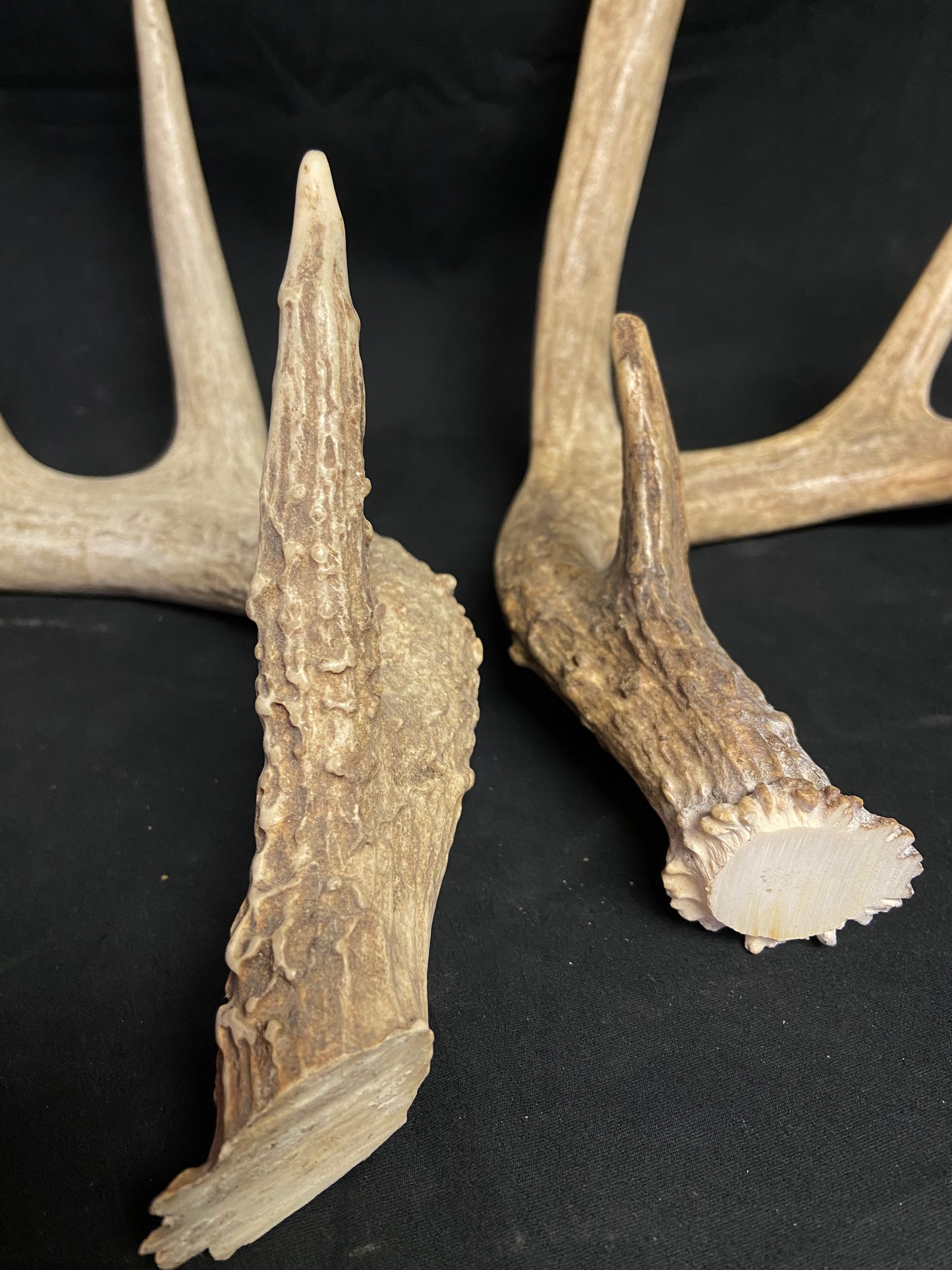 (3 Pack) 4 Point Antlers