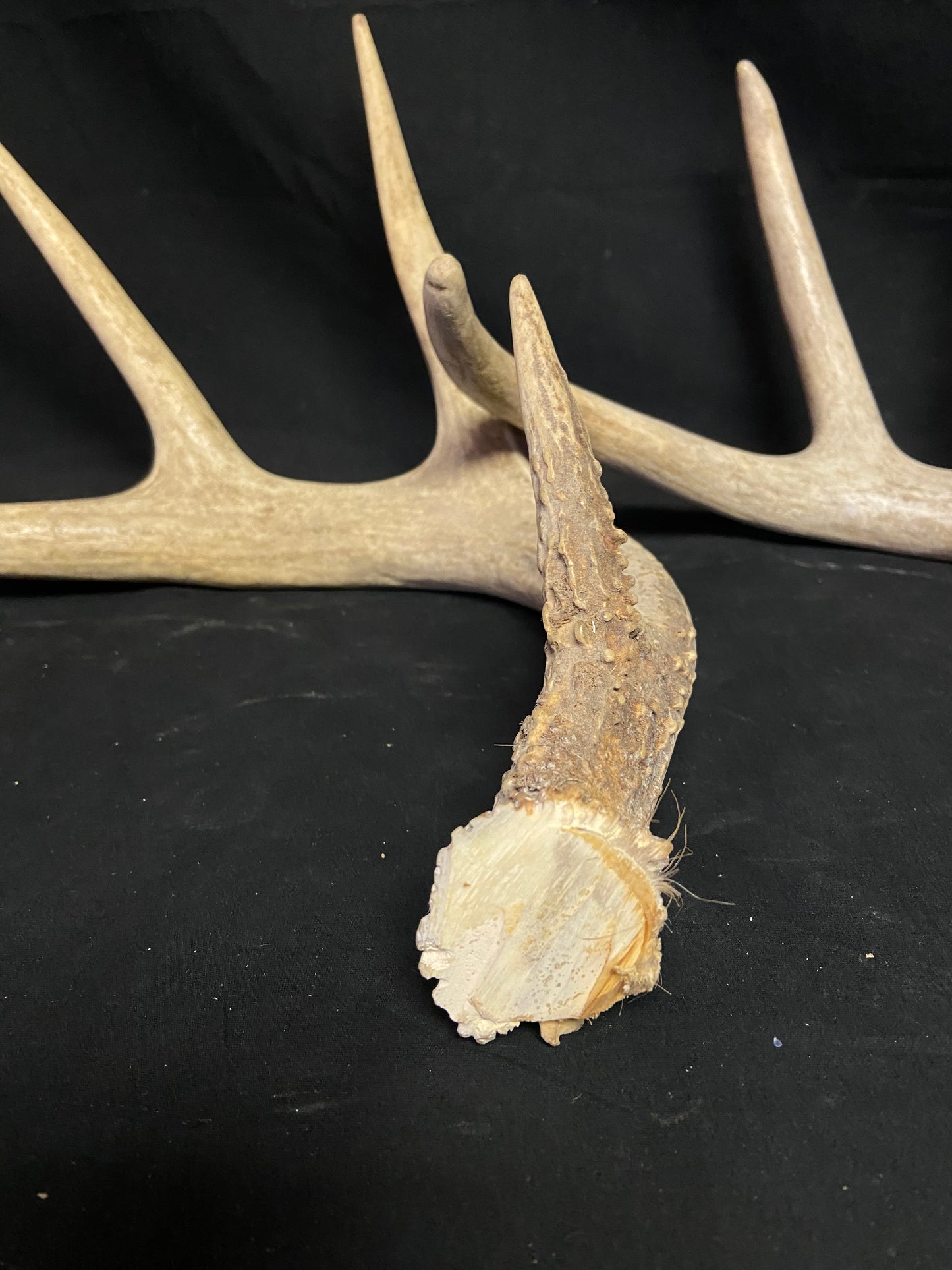 (3 Pack) 4 Point Antlers