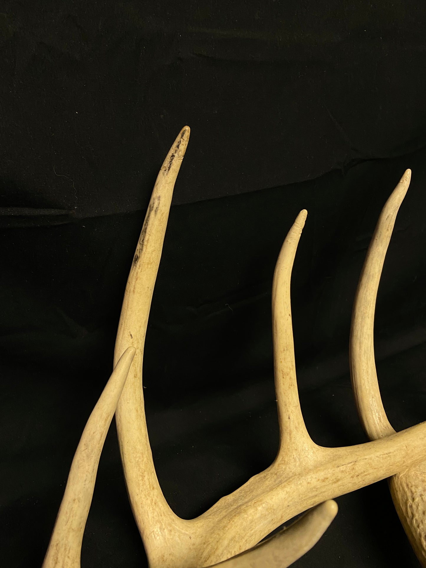 (5 Pack) 4 Point Whitetail Antlers