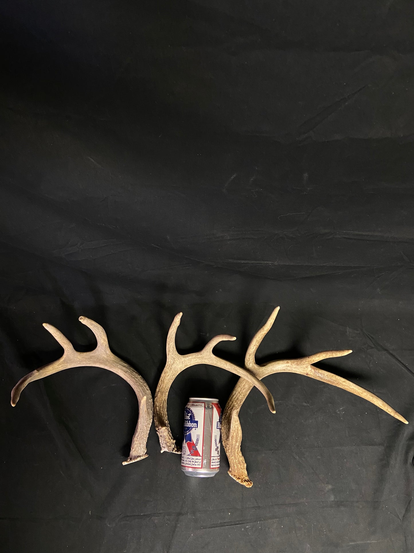 (3 Pack) 4 Point Antlers