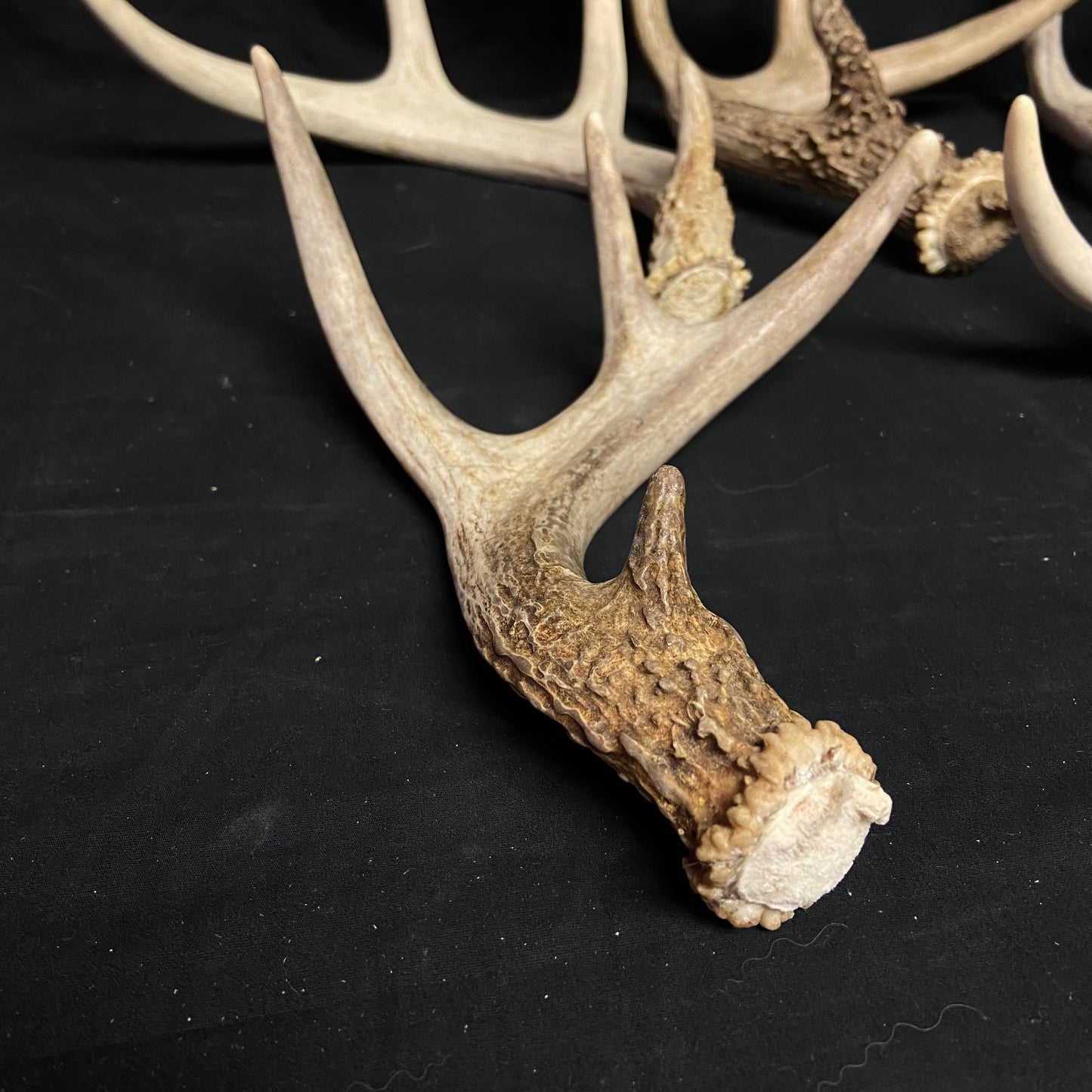 5 Pack 4 Point Antlers