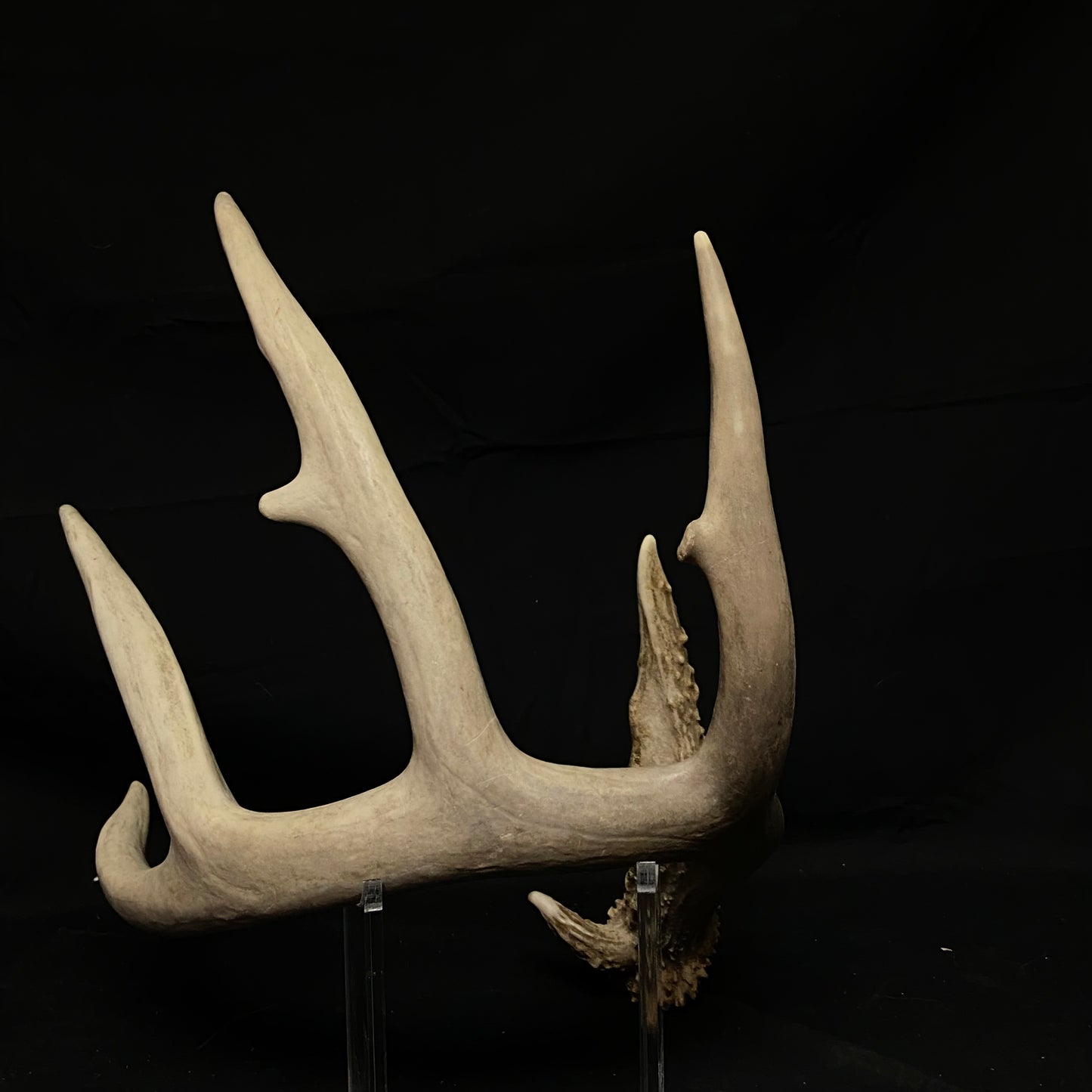 5 Point Antler W/Split G2 & G3