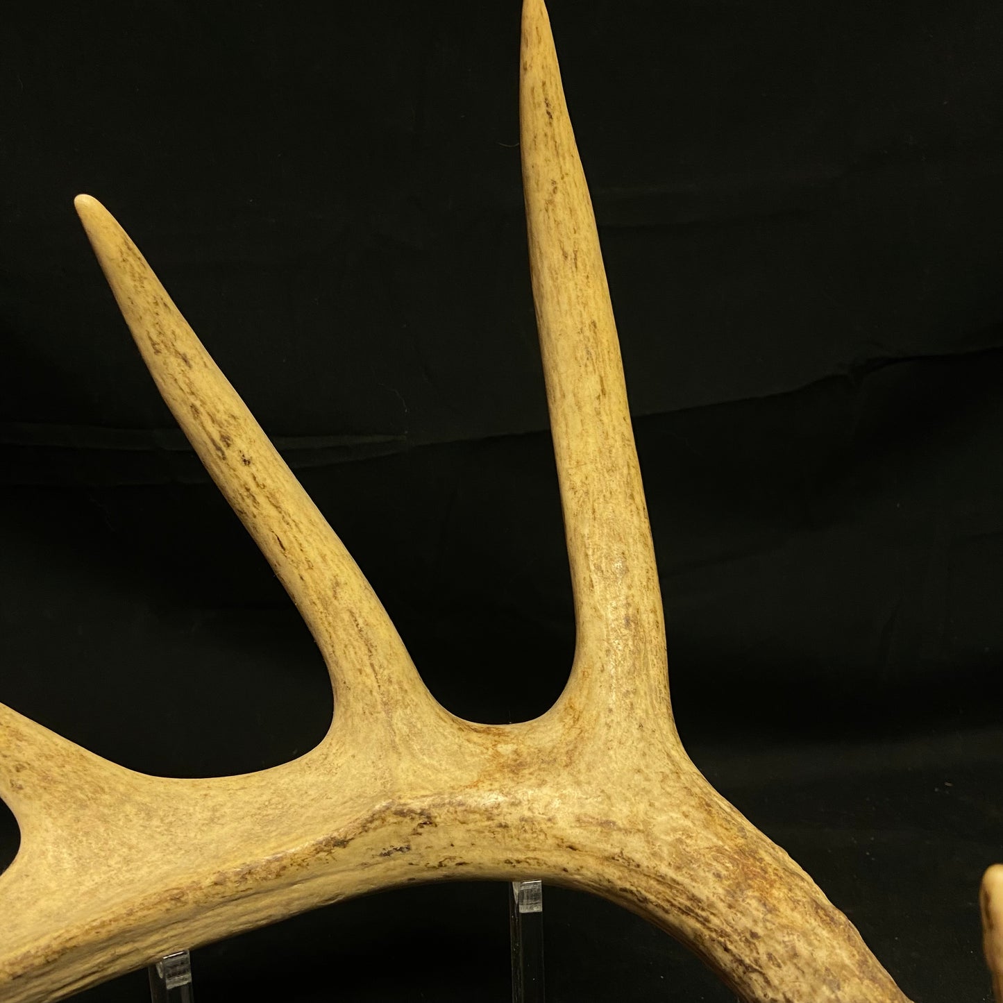 6 Point Antler W/Split Brow Tine