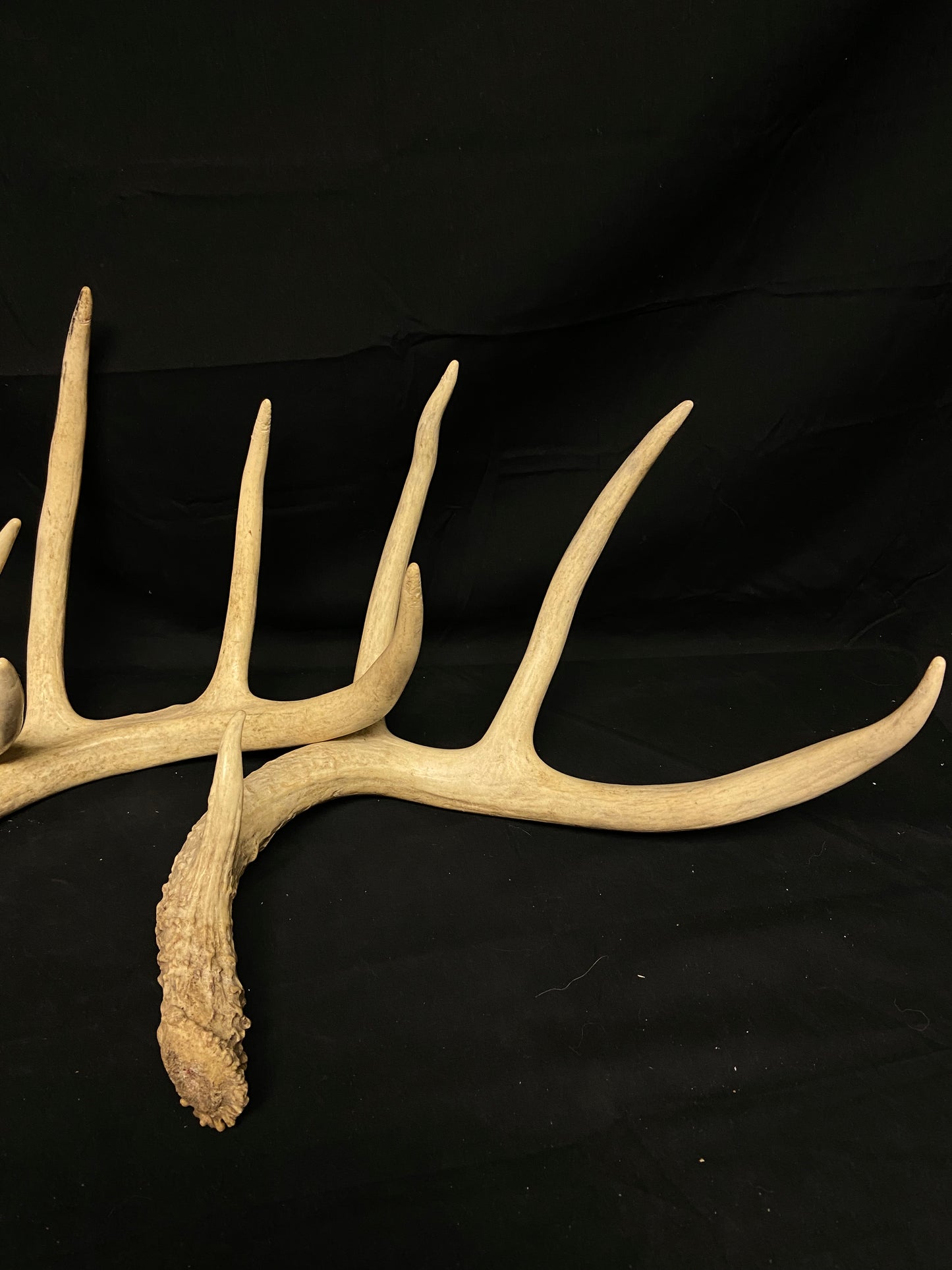 (5 Pack) 4 Point Whitetail Antlers