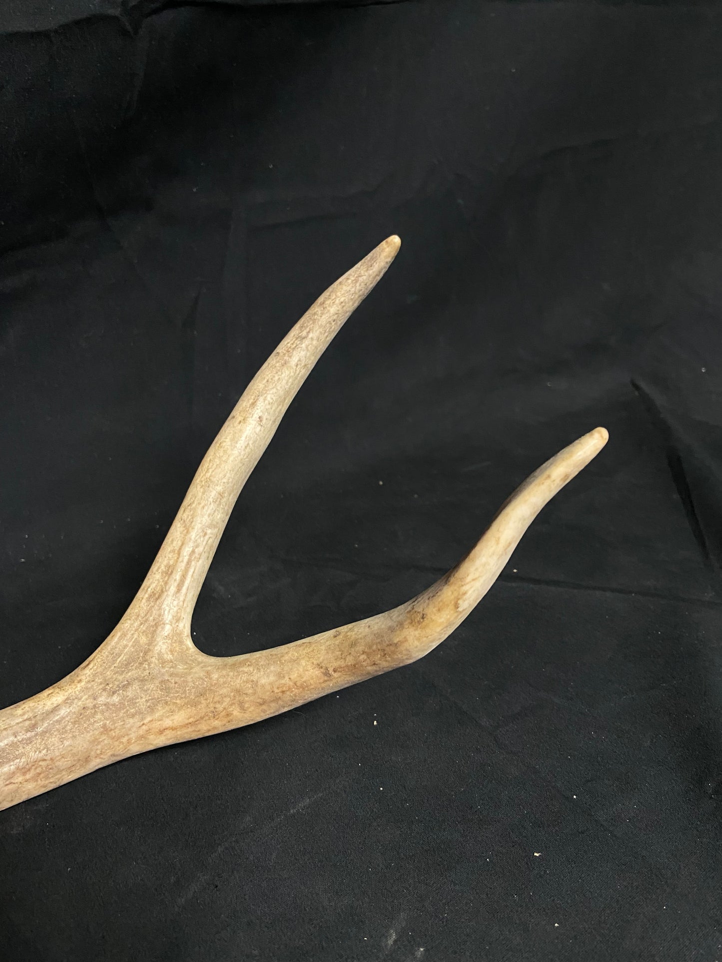 (3 Pack) 4 Point Antlers