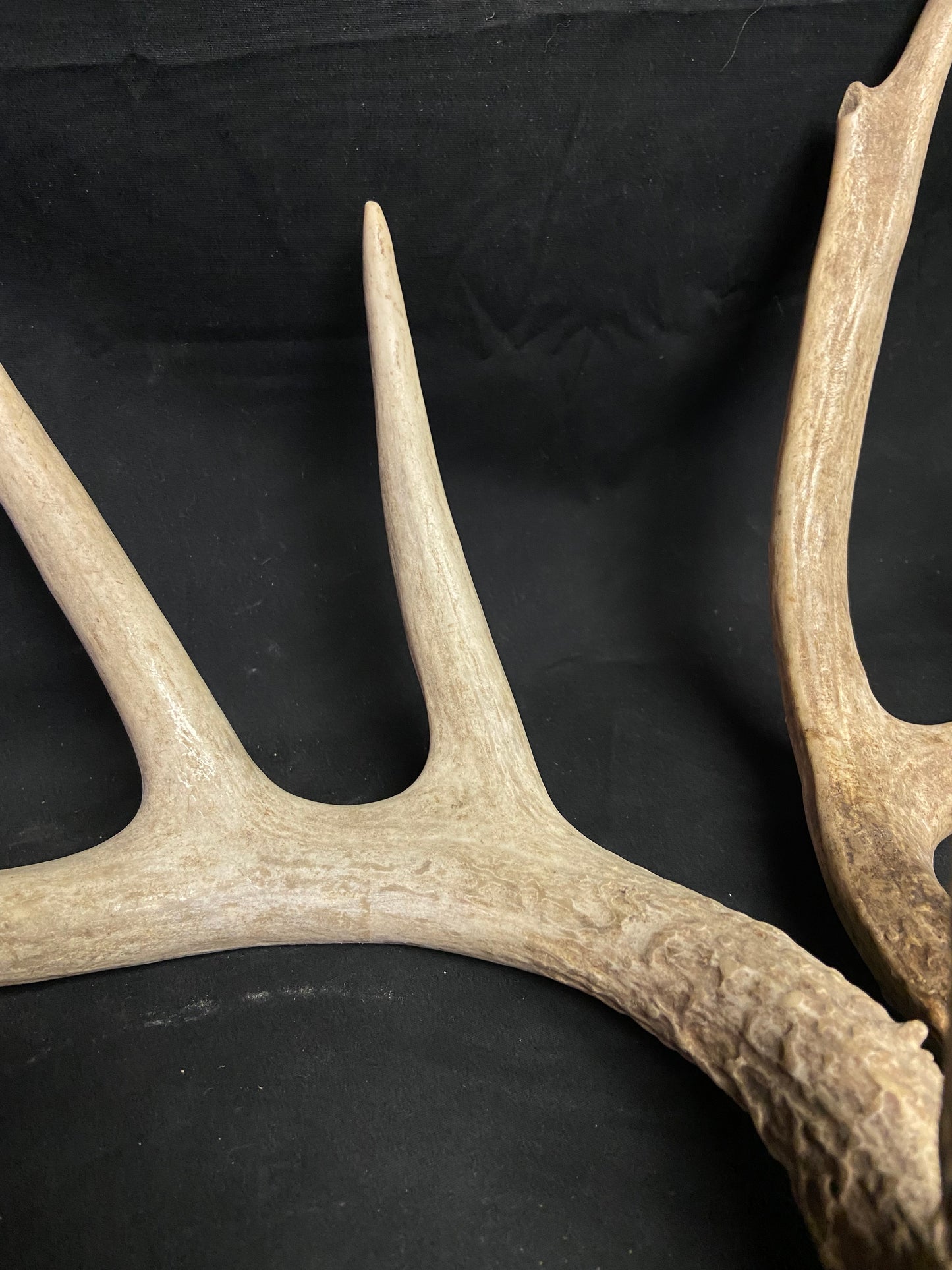 (3 Pack) 4 Point Antlers