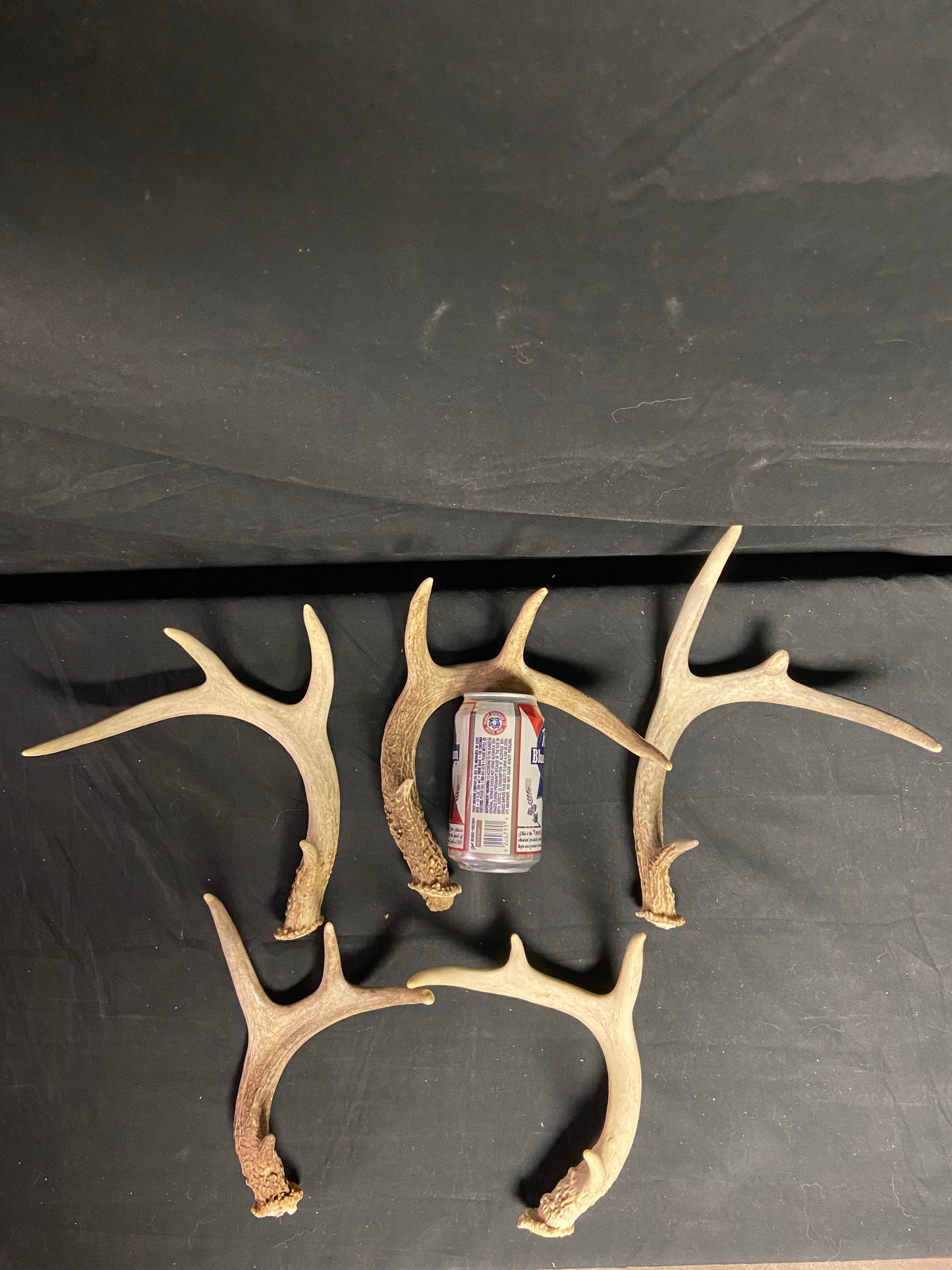 5 Pack 4 Point Antlers