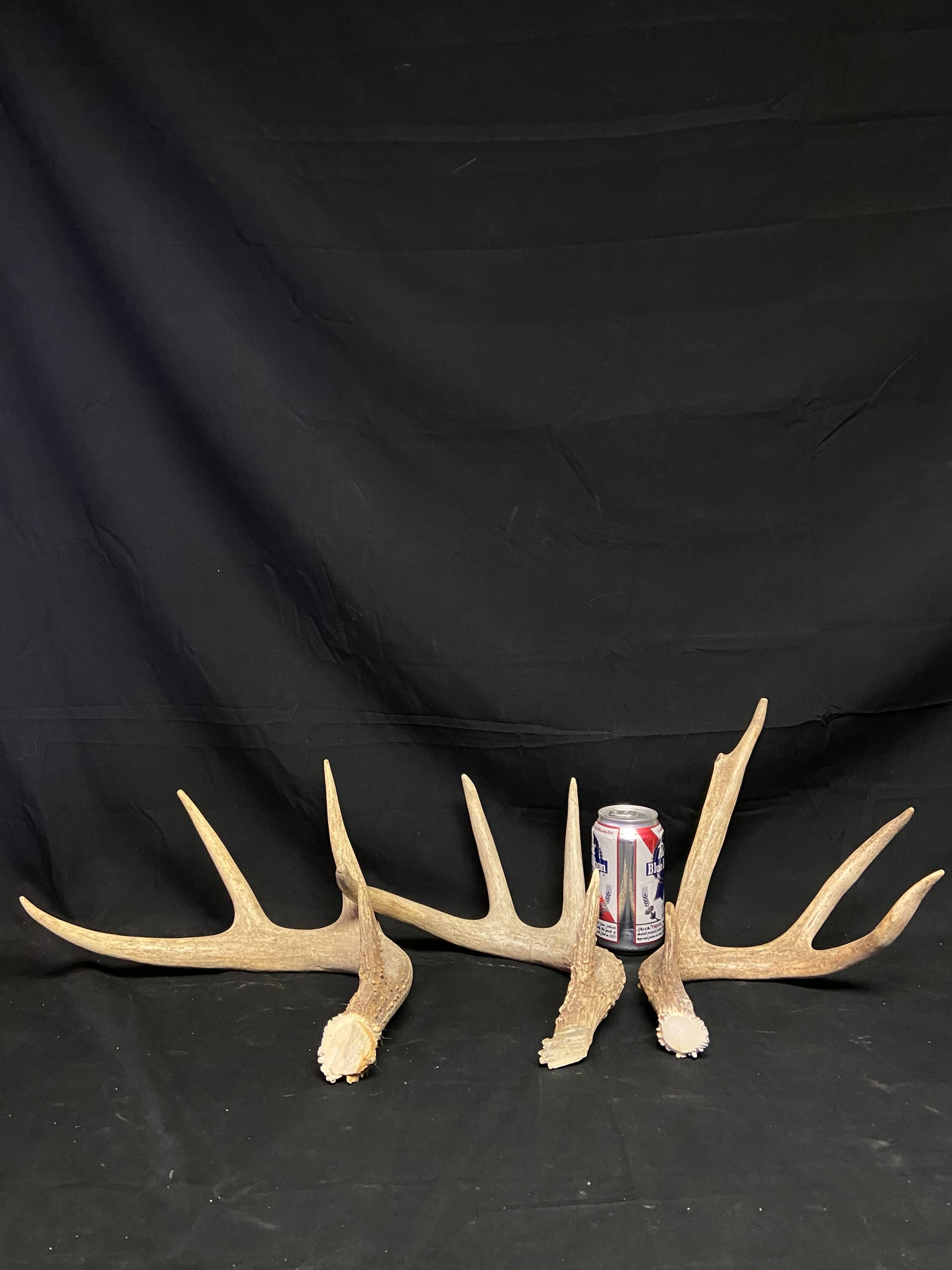 (3 Pack) 4 Point Antlers