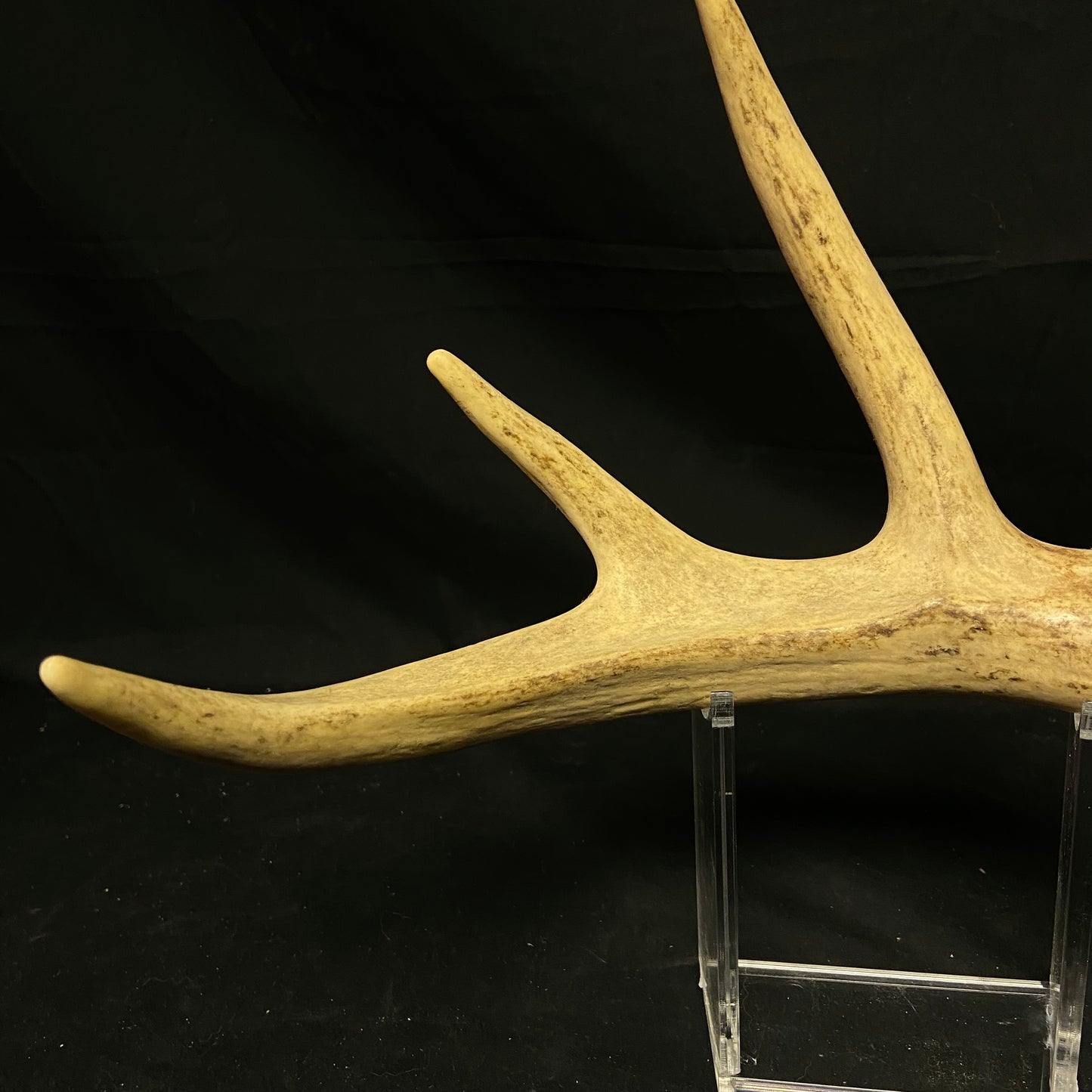 6 Point Antler W/Split Brow Tine